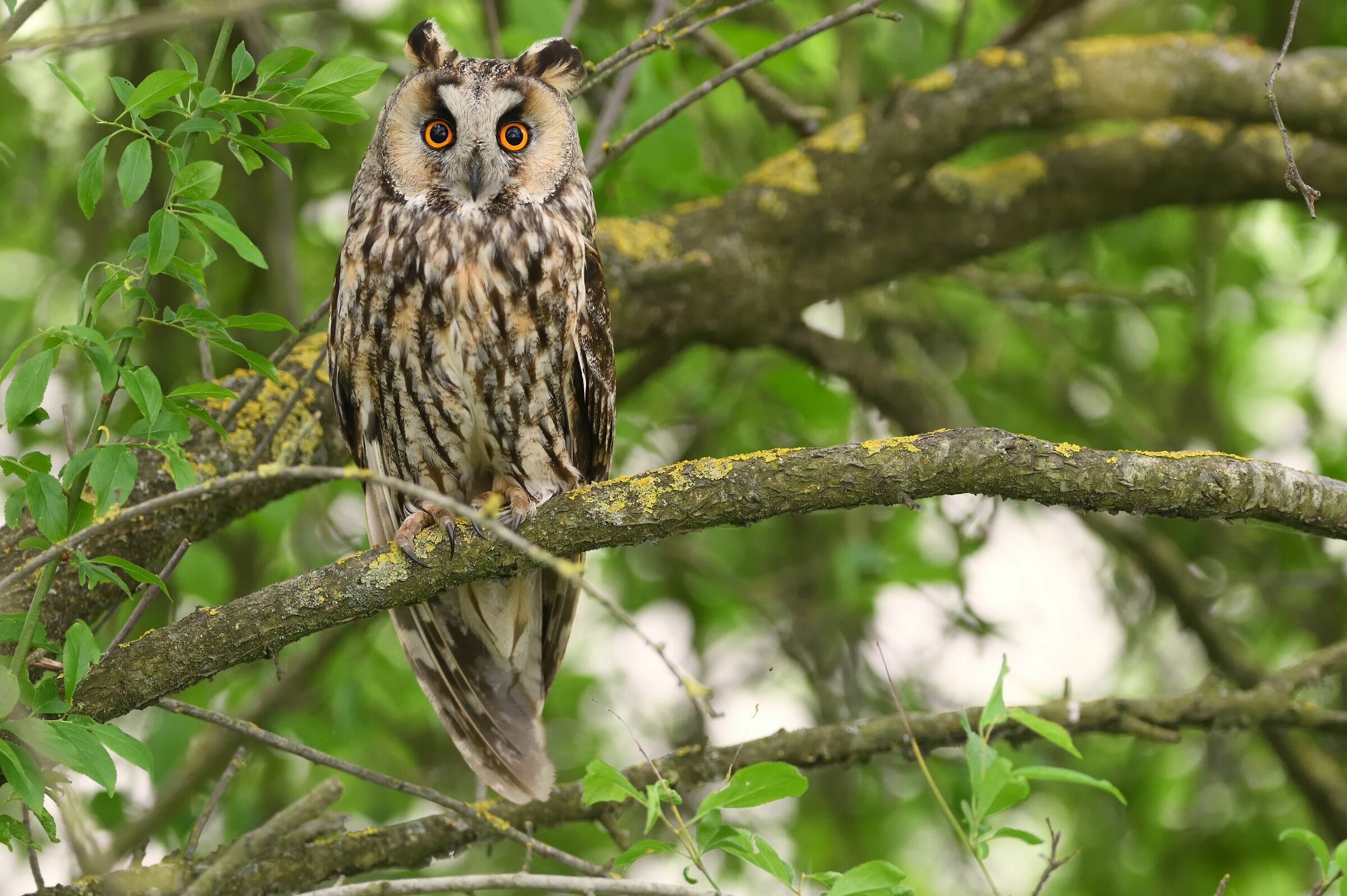 Common owl....