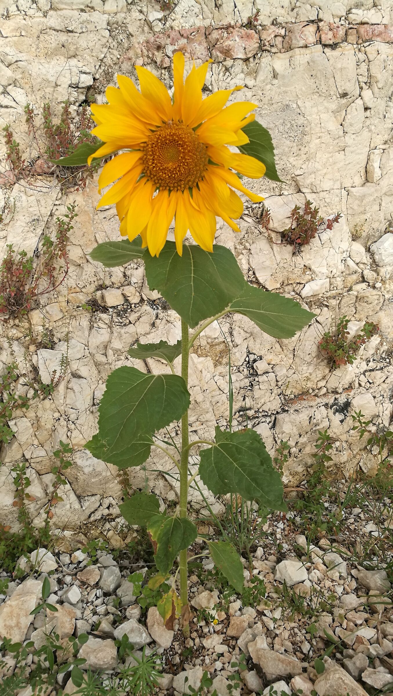 Lonely Sunflower...