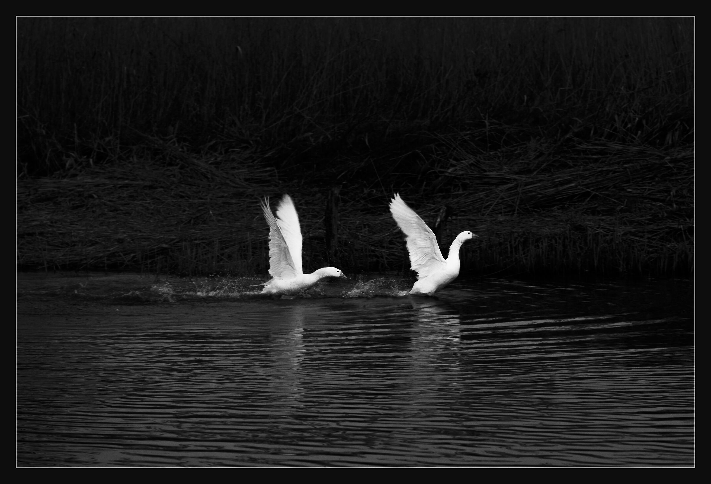 Geese escape...