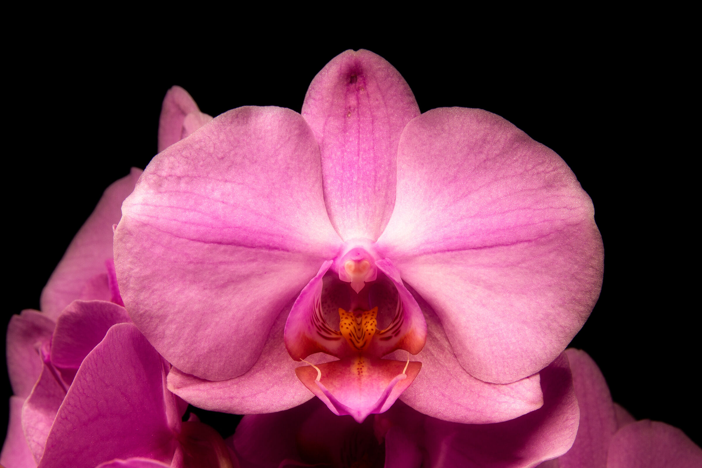 Orchid...