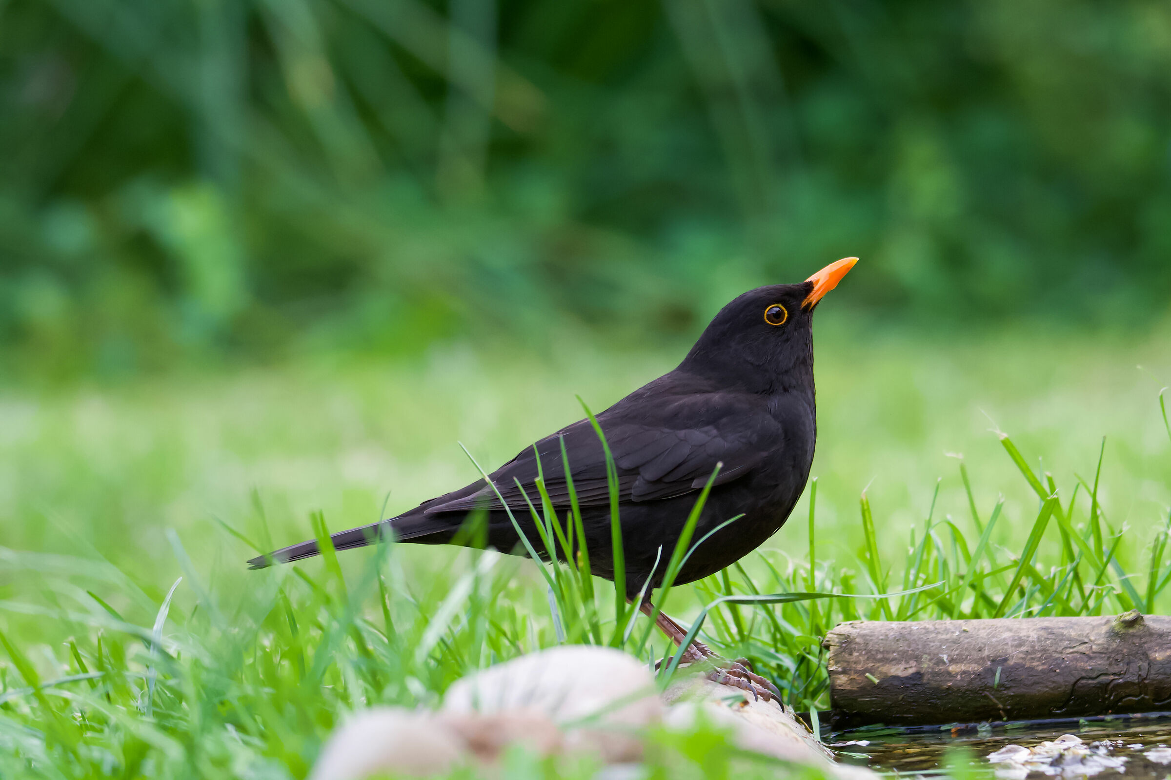 Male blackbird posing...