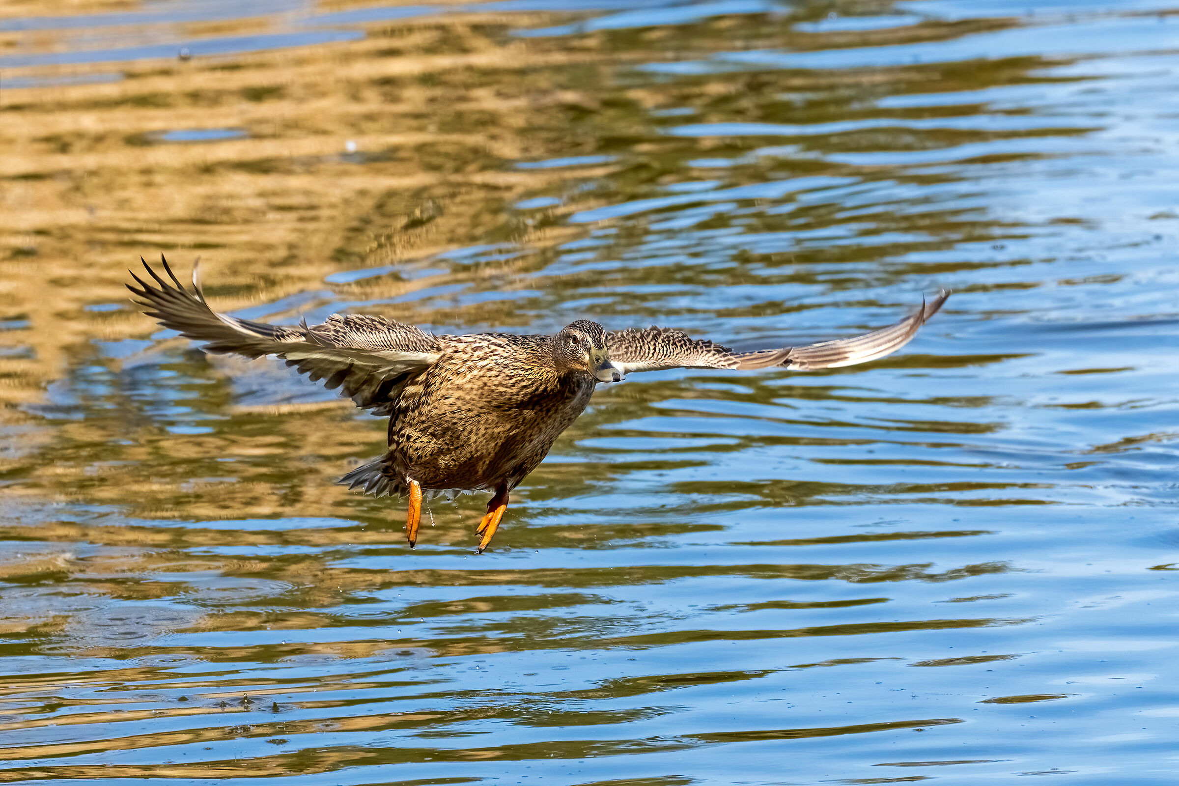 Female duck takeoff...