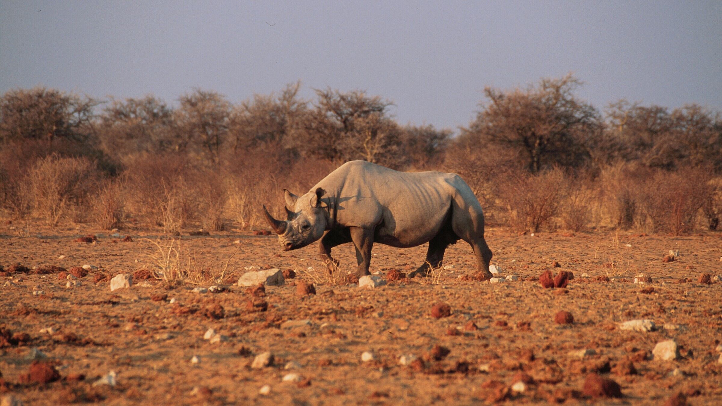 White Rhinoceros, Botswana...