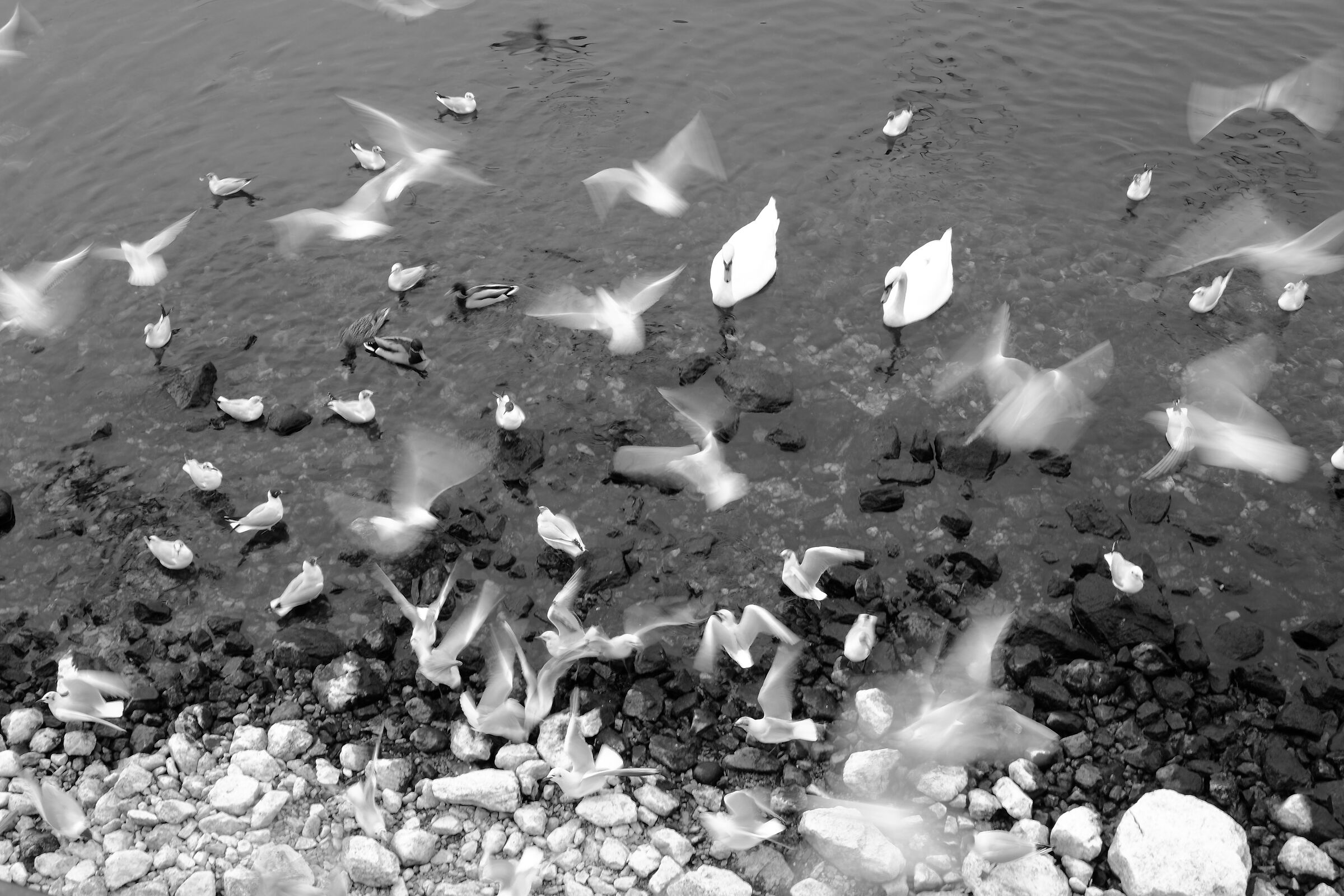 Les oiseaux du lac...