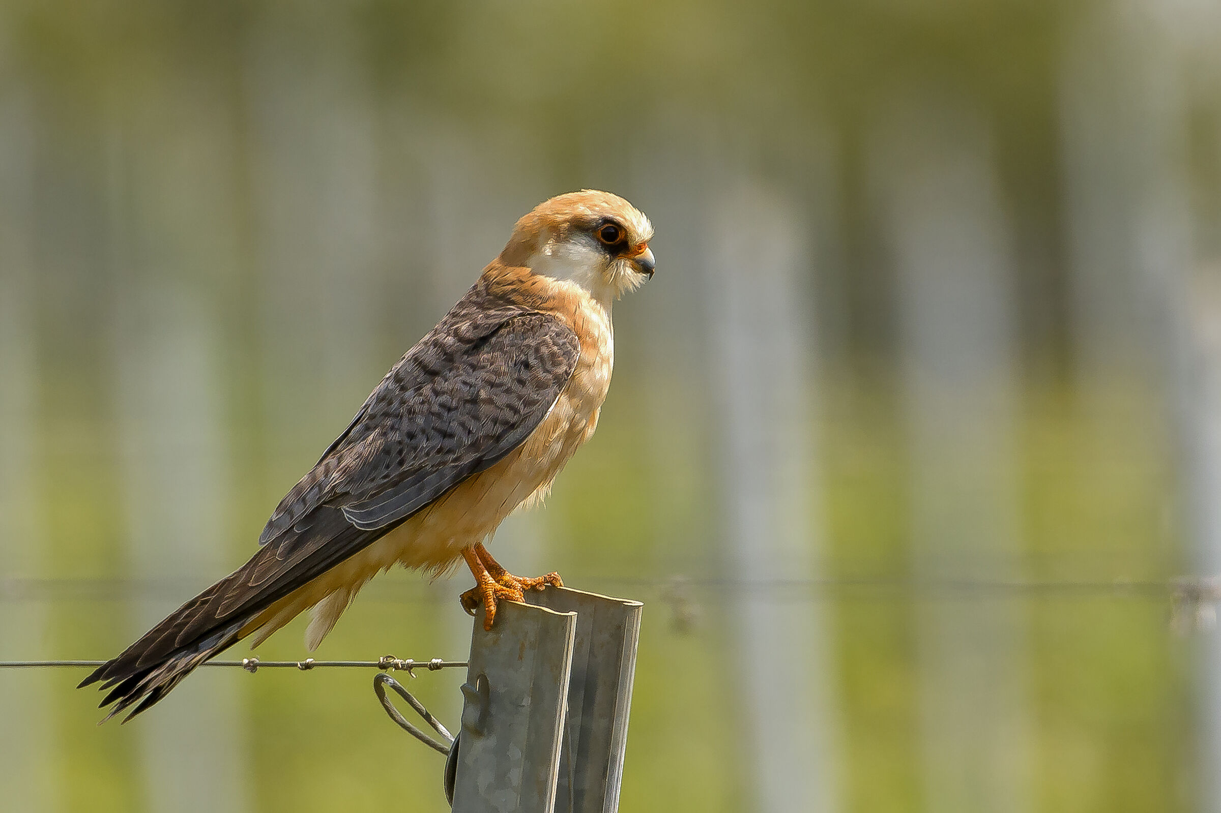 Cuckoo Falcon (Falco vespertinus)...