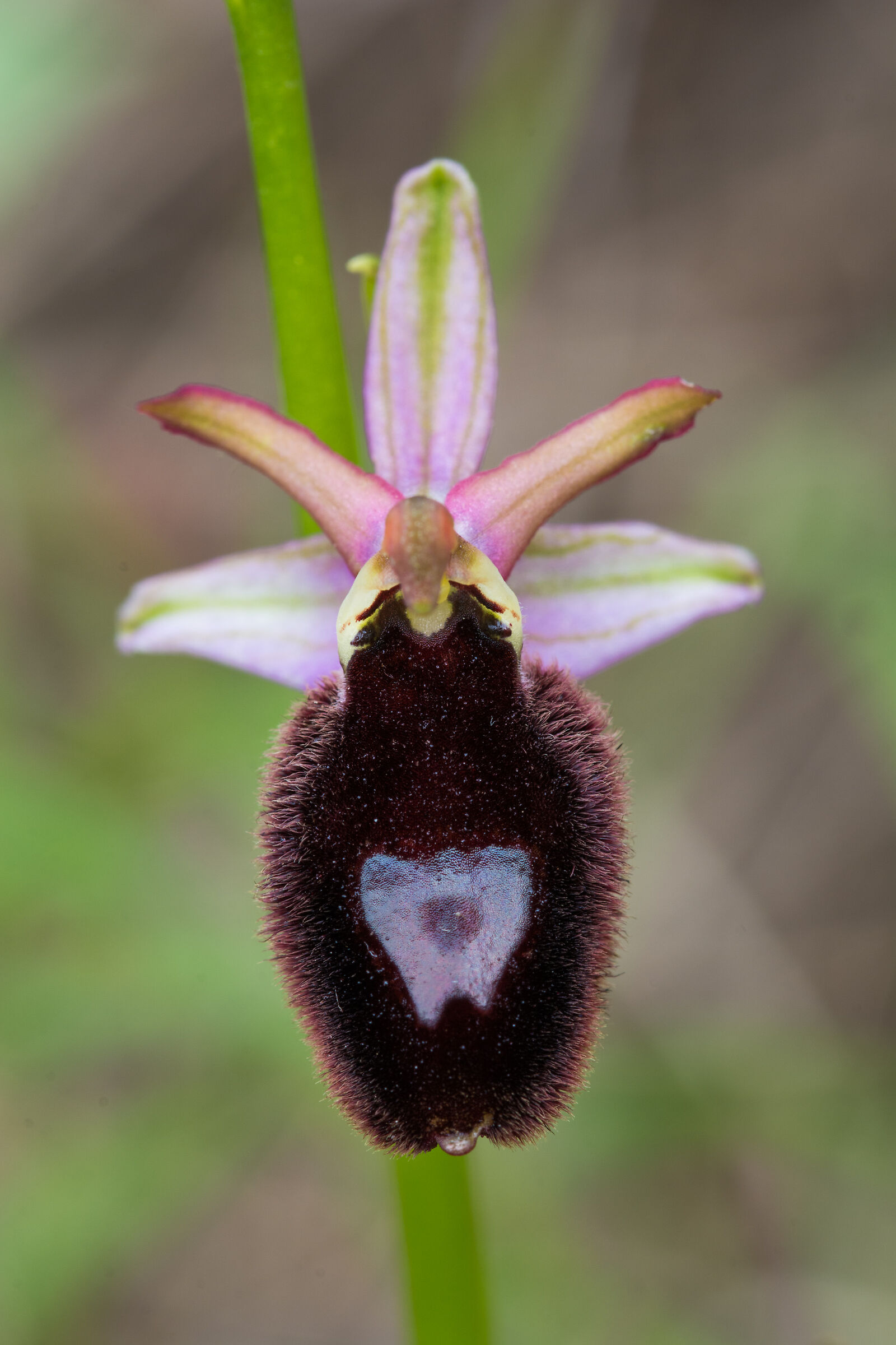 Ophrys Benacensis...