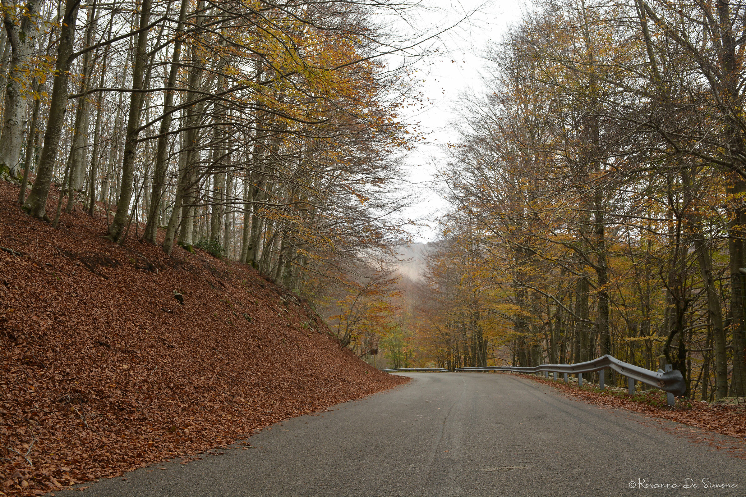 Autumn Road...
