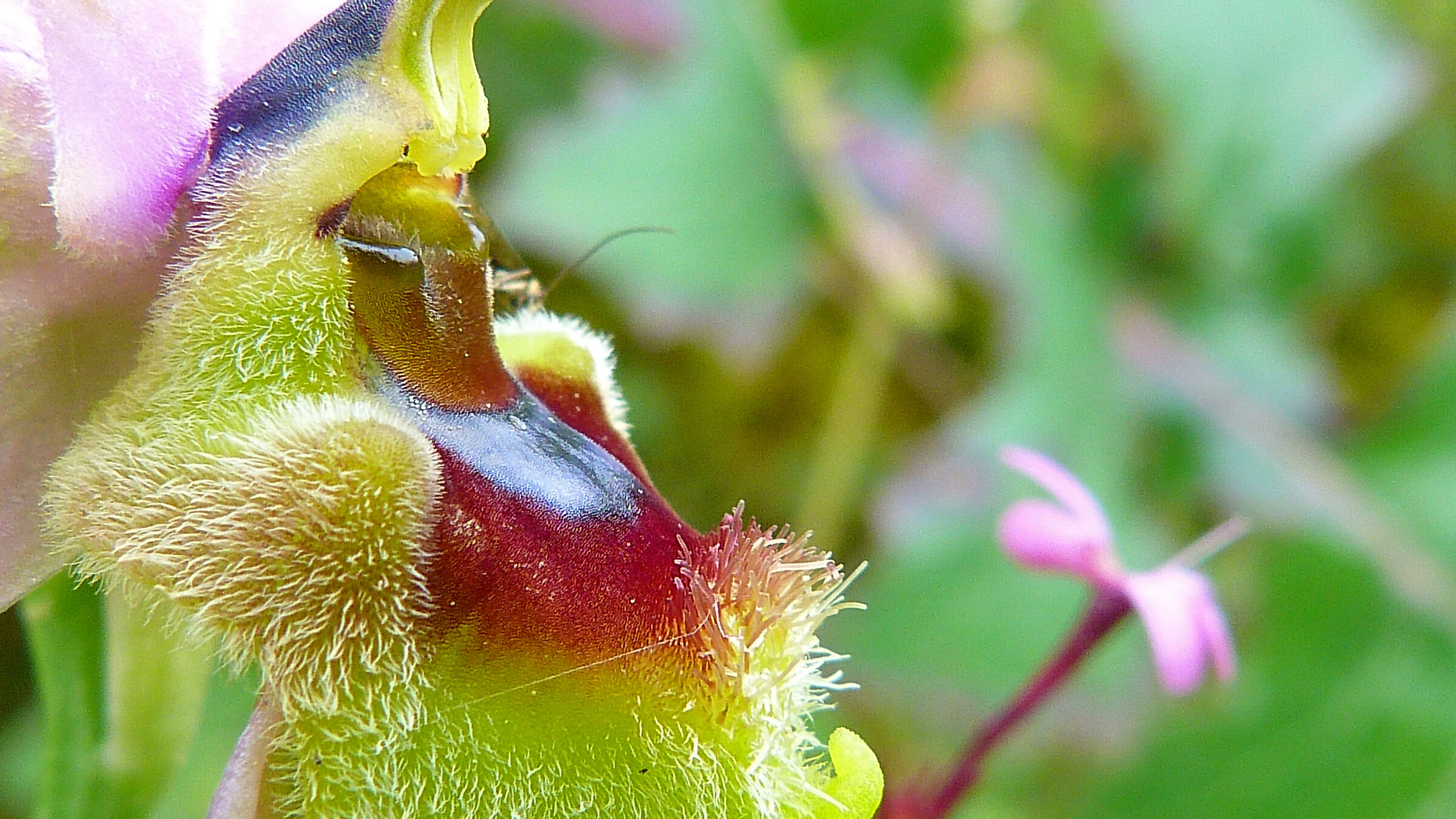 Ophrys tenthredinifera - particular...