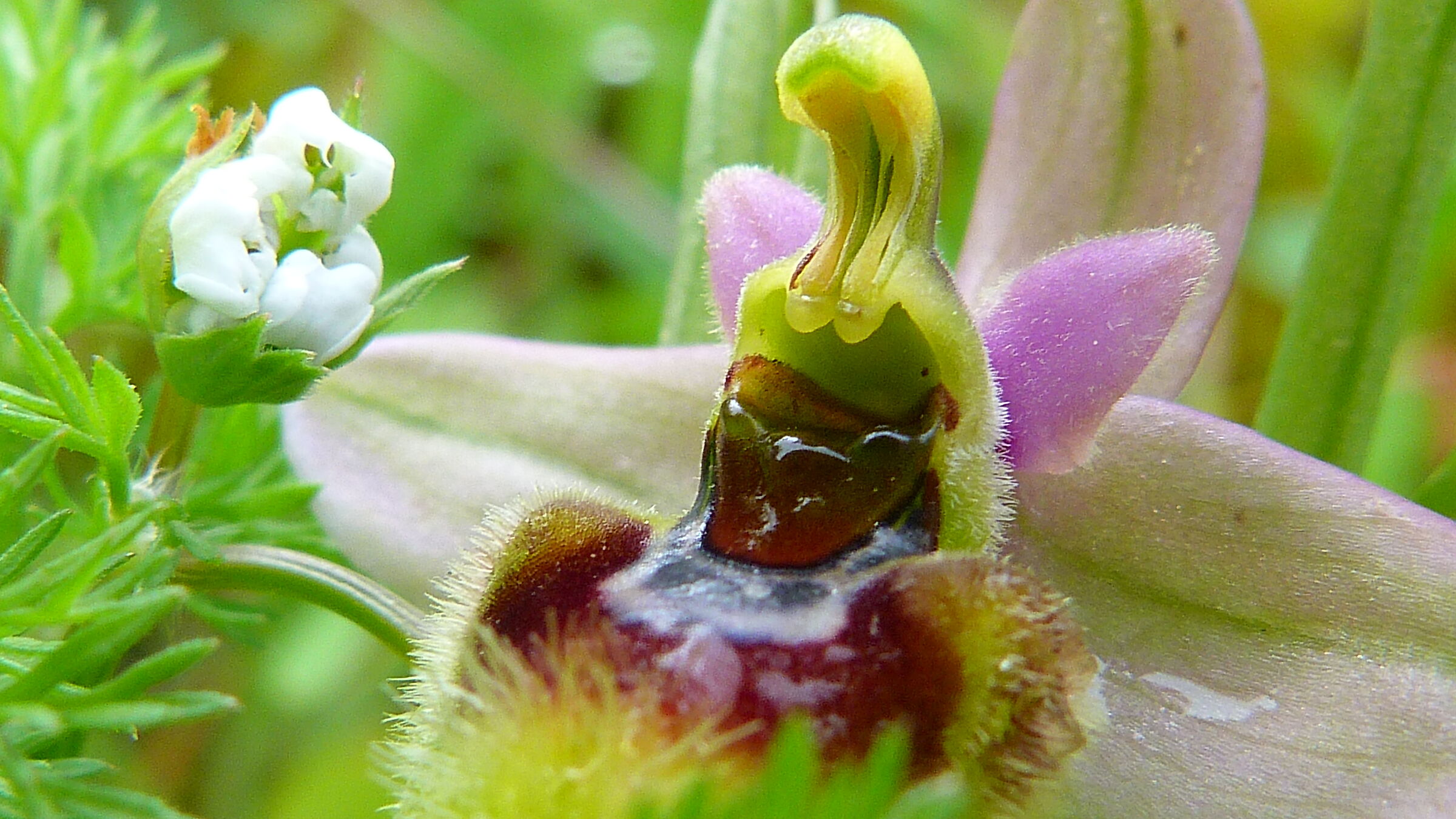 Ophrys tenthredinifera -particular...