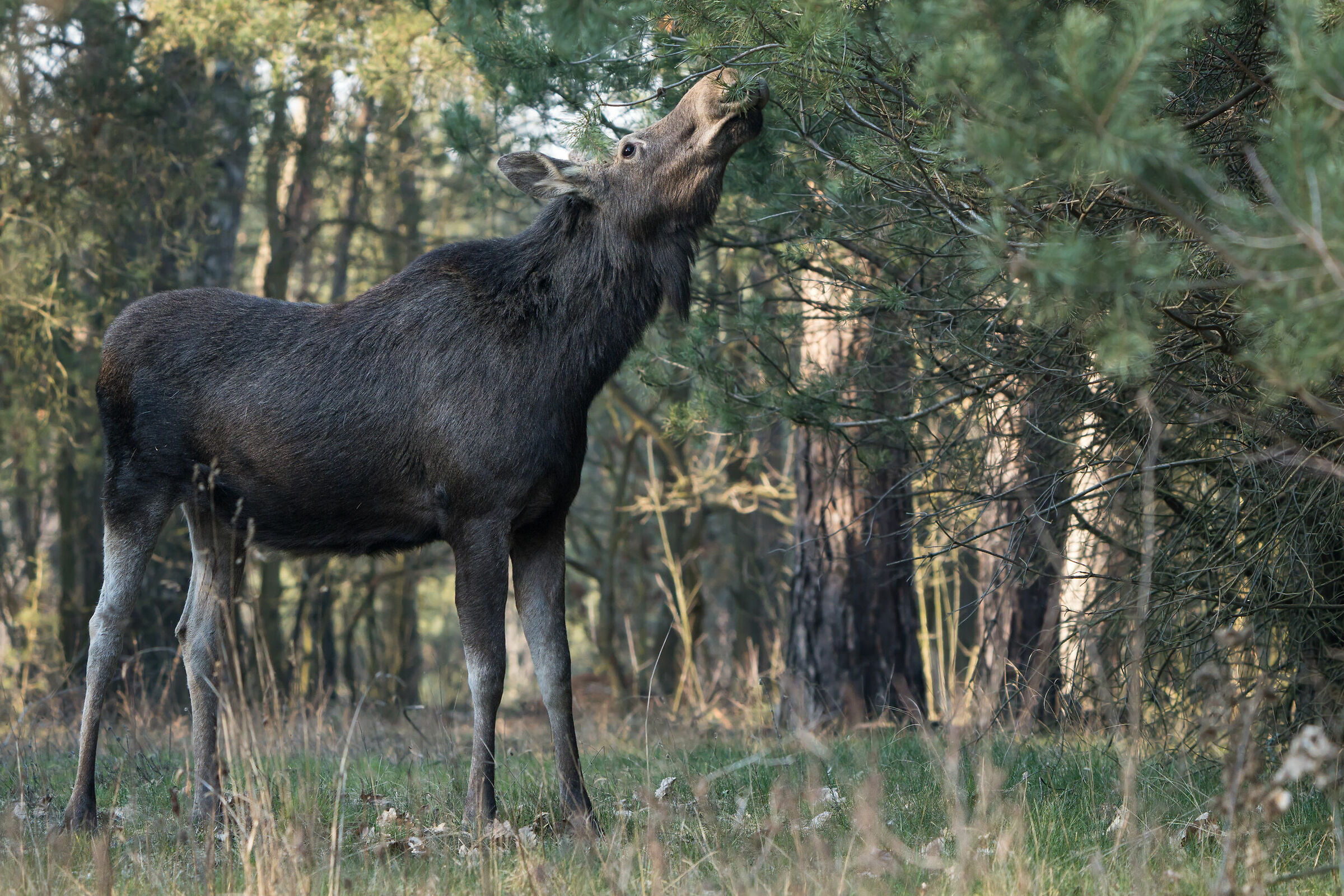Moose (Alces alces)...
