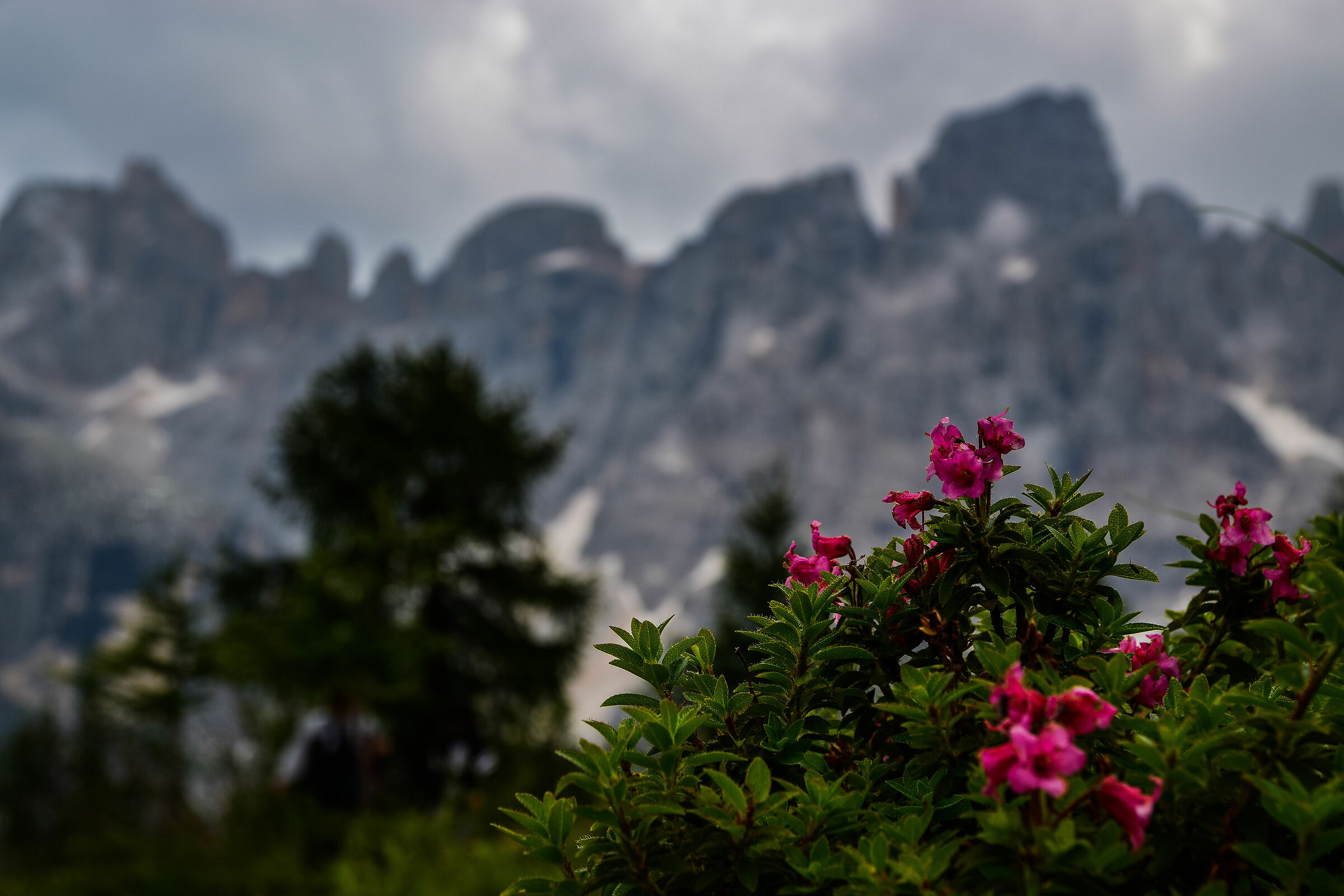 fiori tra le montagne...