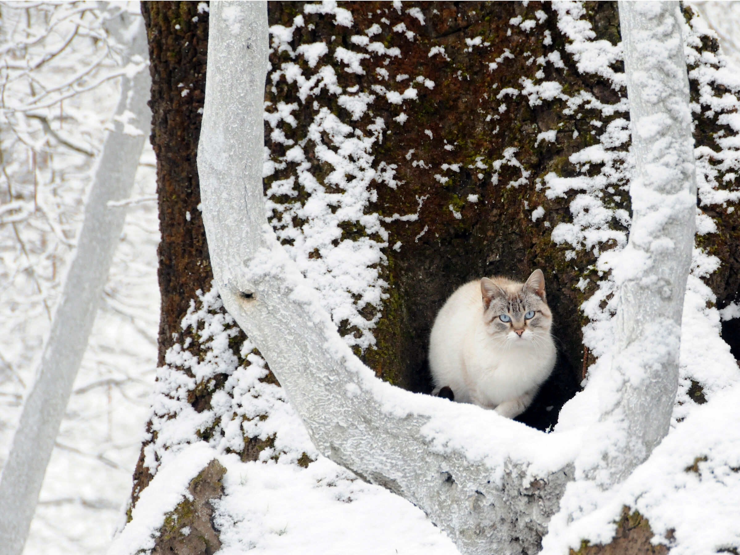 il gatto delle nevi...