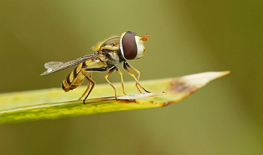 Robber fly...