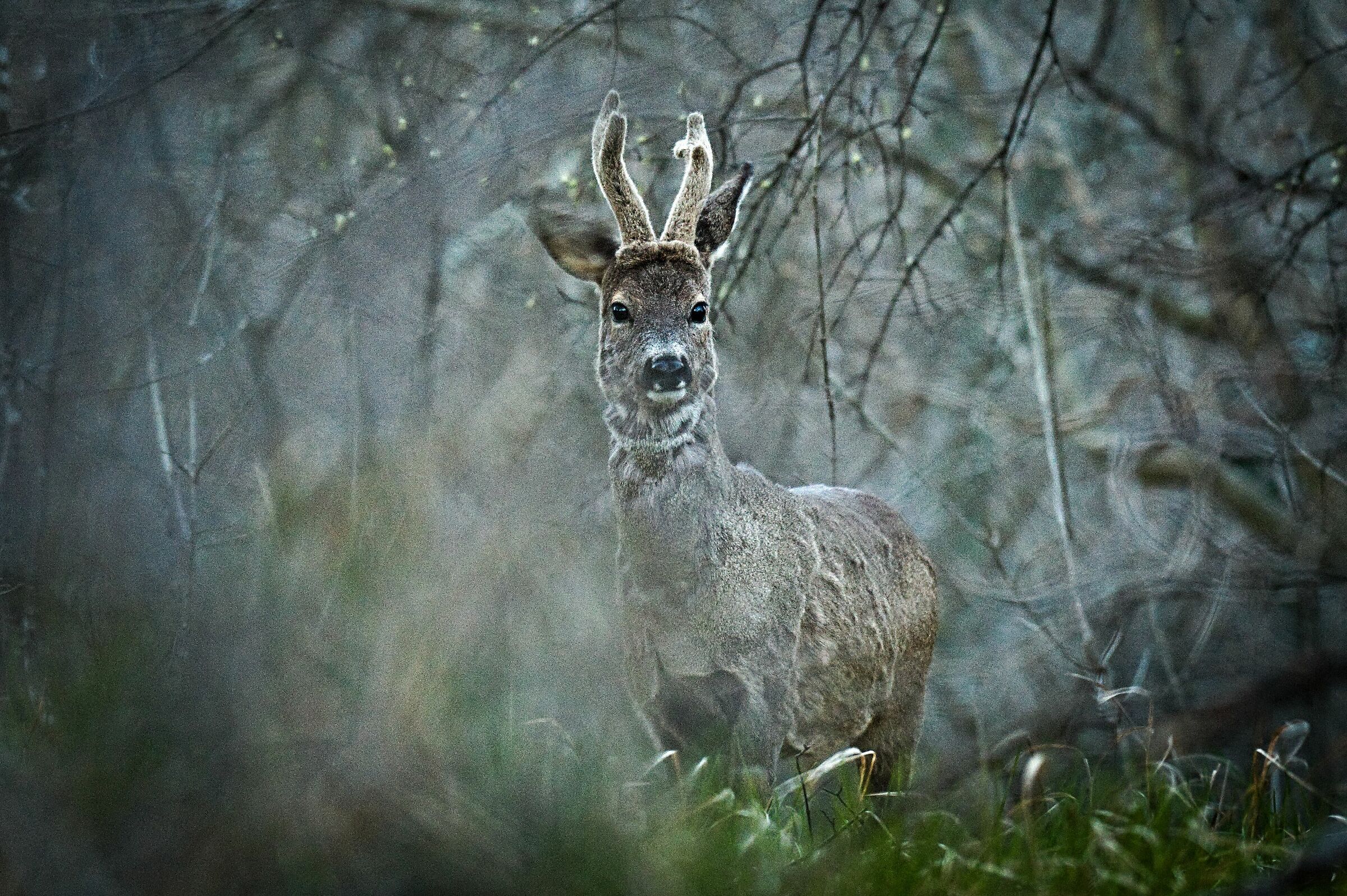 Roe deer at dusk...