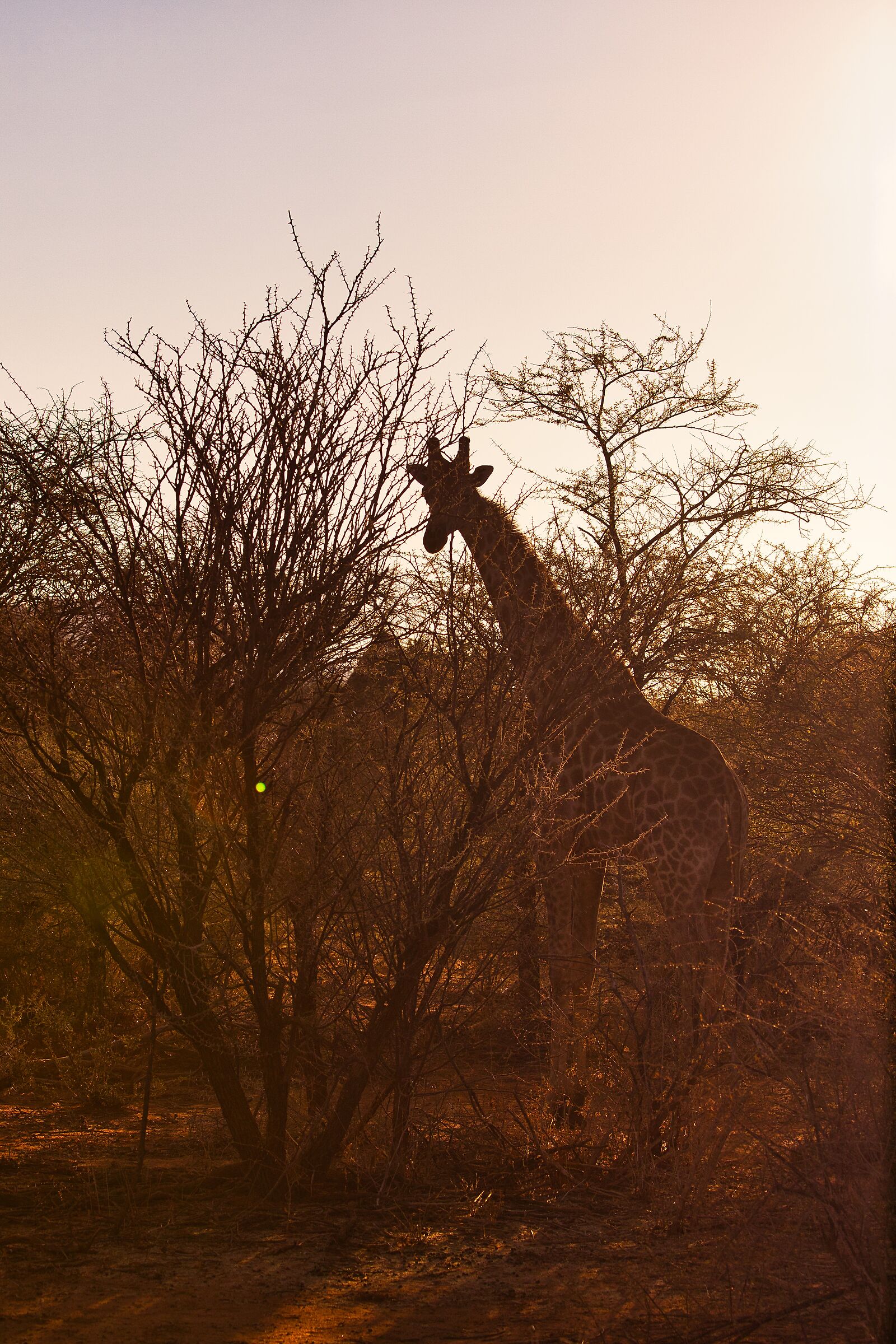 Giraffa all'alba...