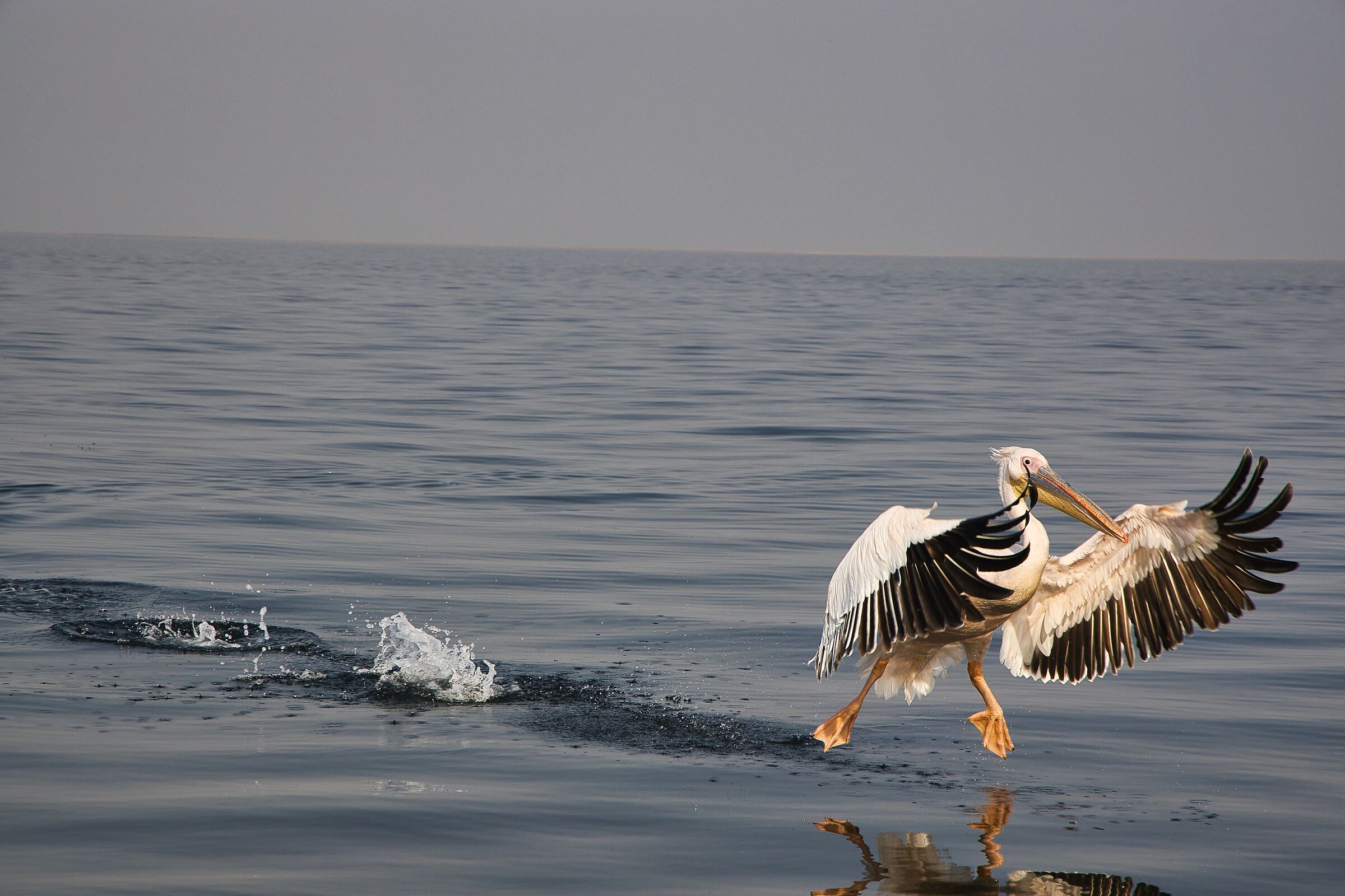 Pelican in flight...