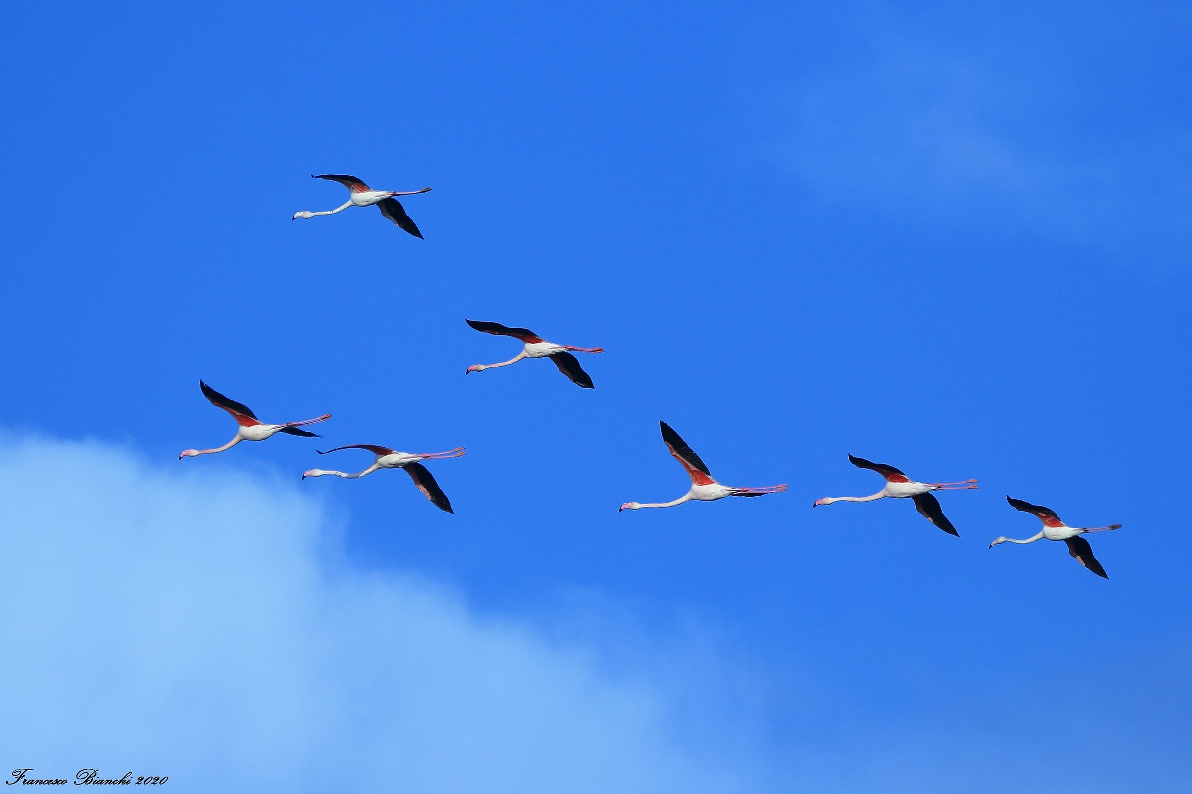 Flamingos in flight...