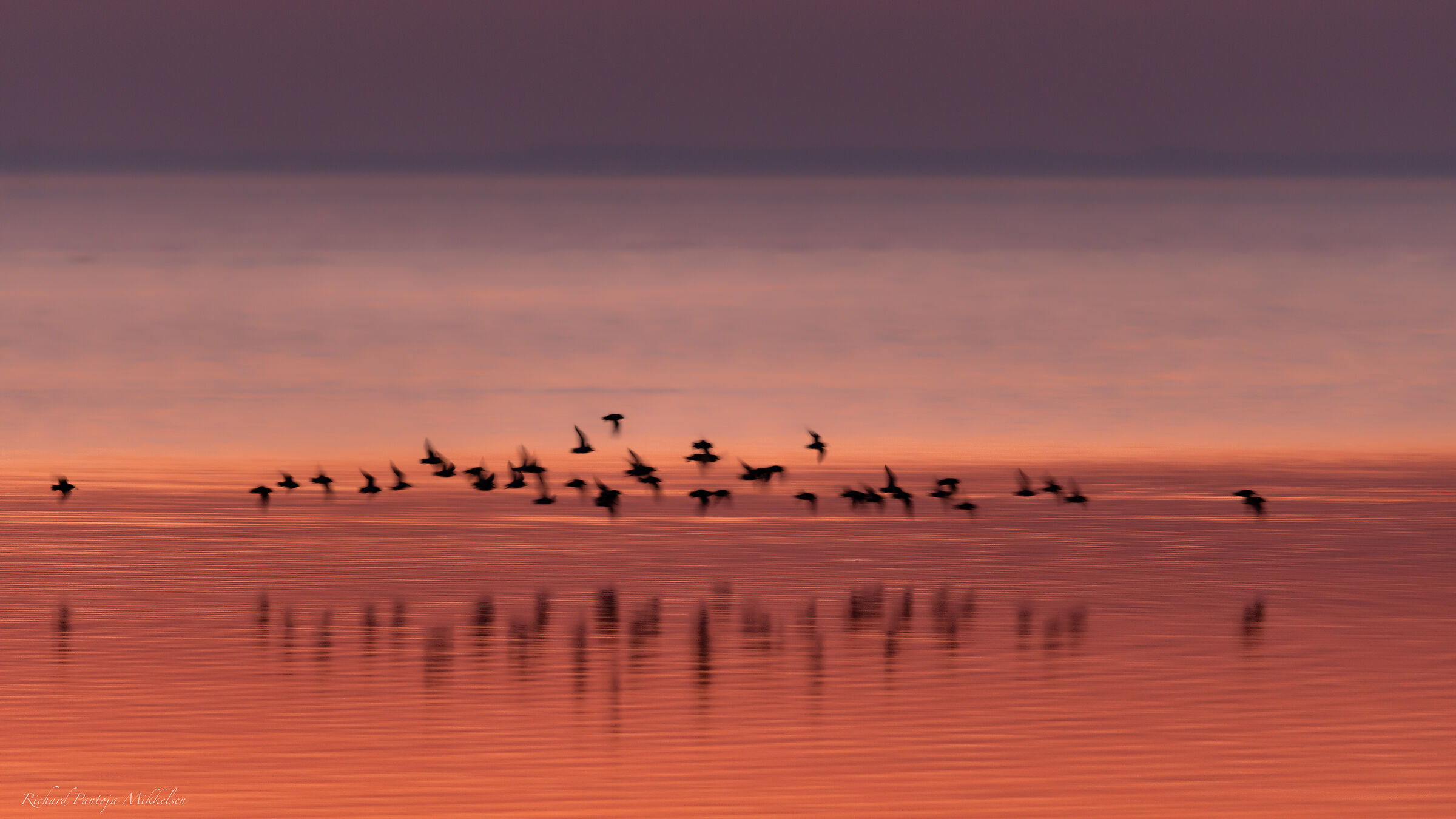 Birds in the twilight...