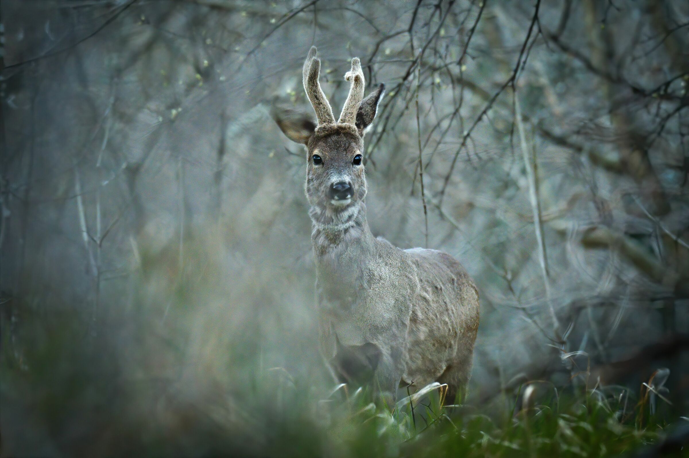 Roe deer at dusk - With Denoise Topaz...