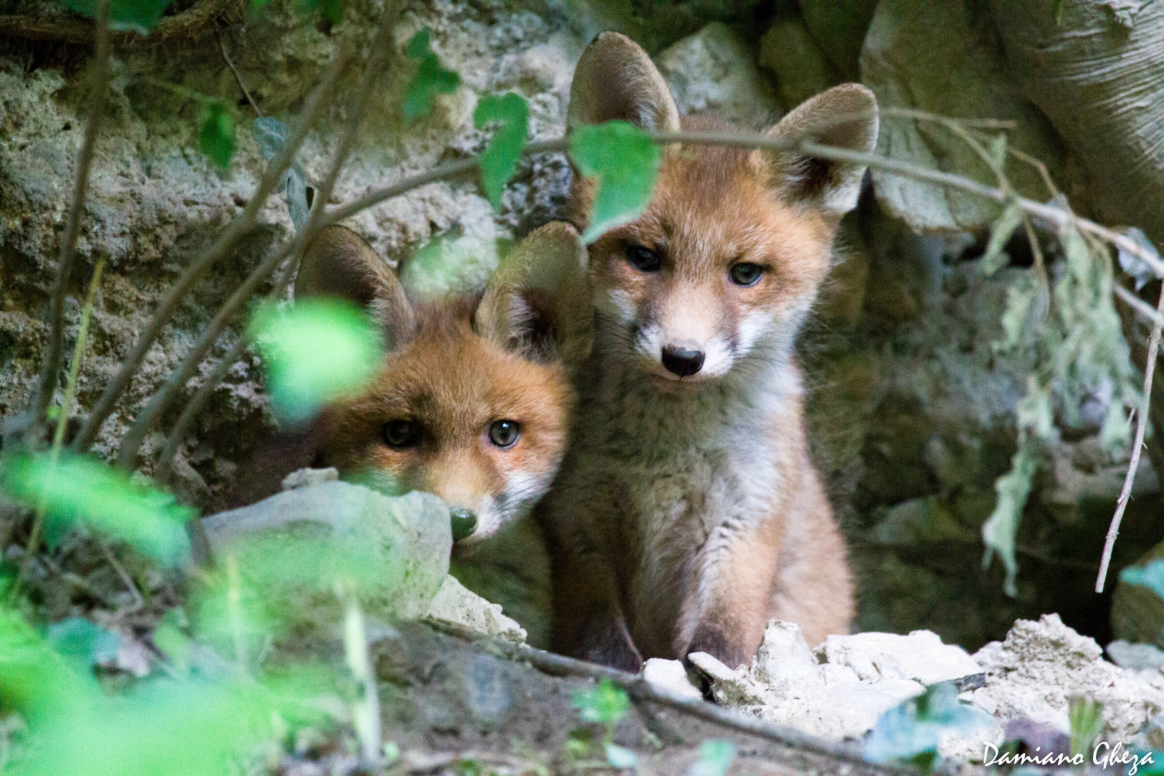Fox babies...