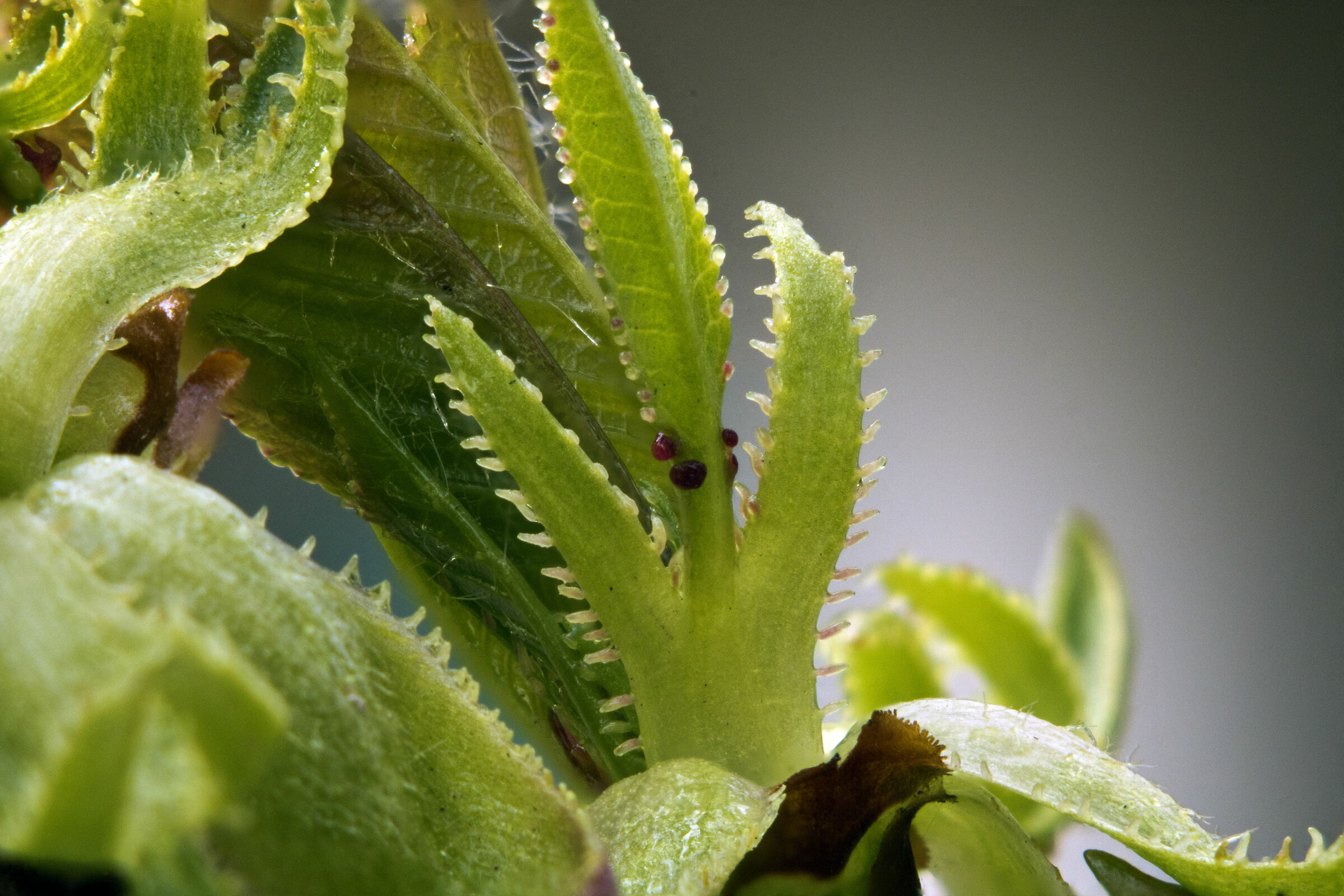 Vampires (focus stacking of 7 shots)...