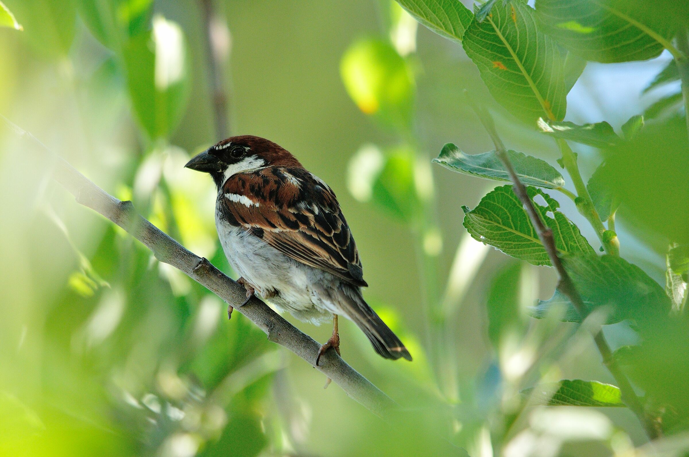 Common sparrow...