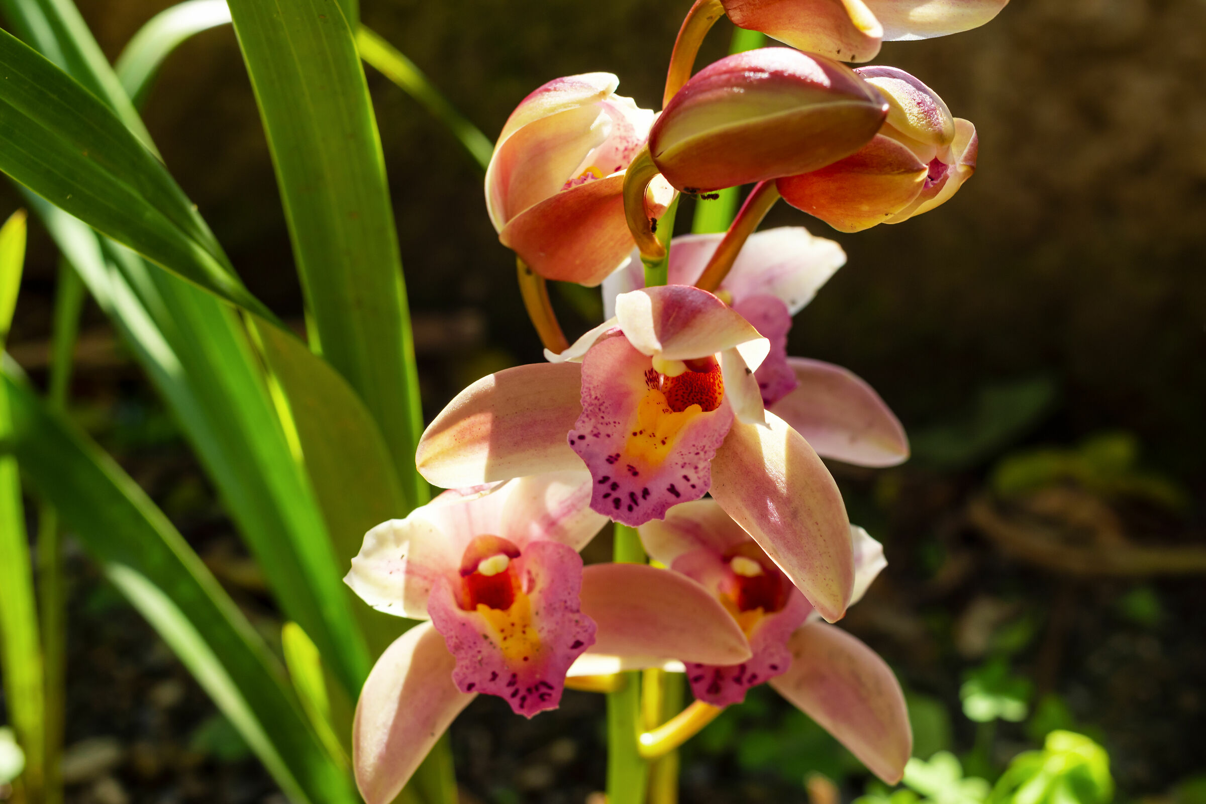 orchidea...
