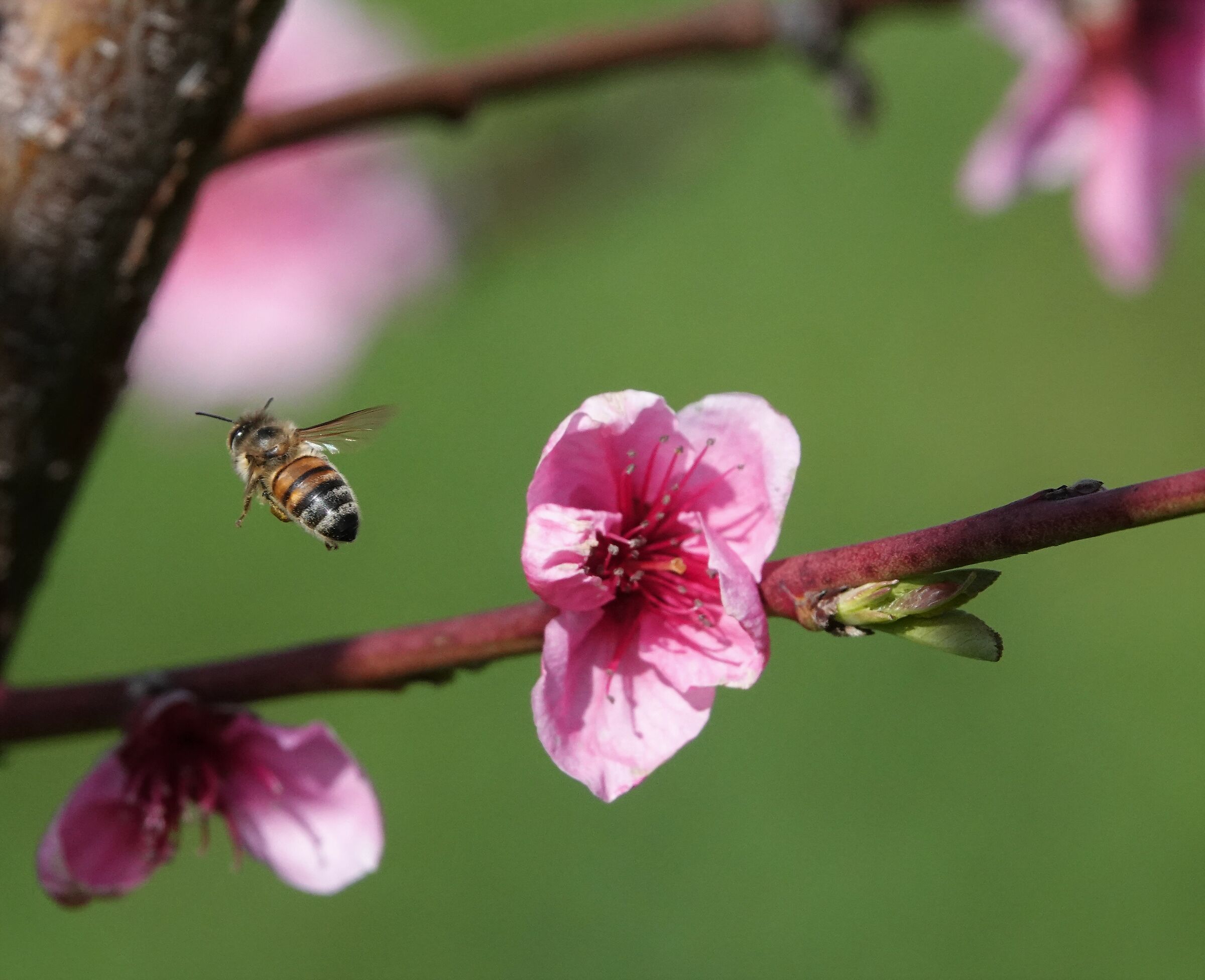 pink flower peach flower.... and bee...