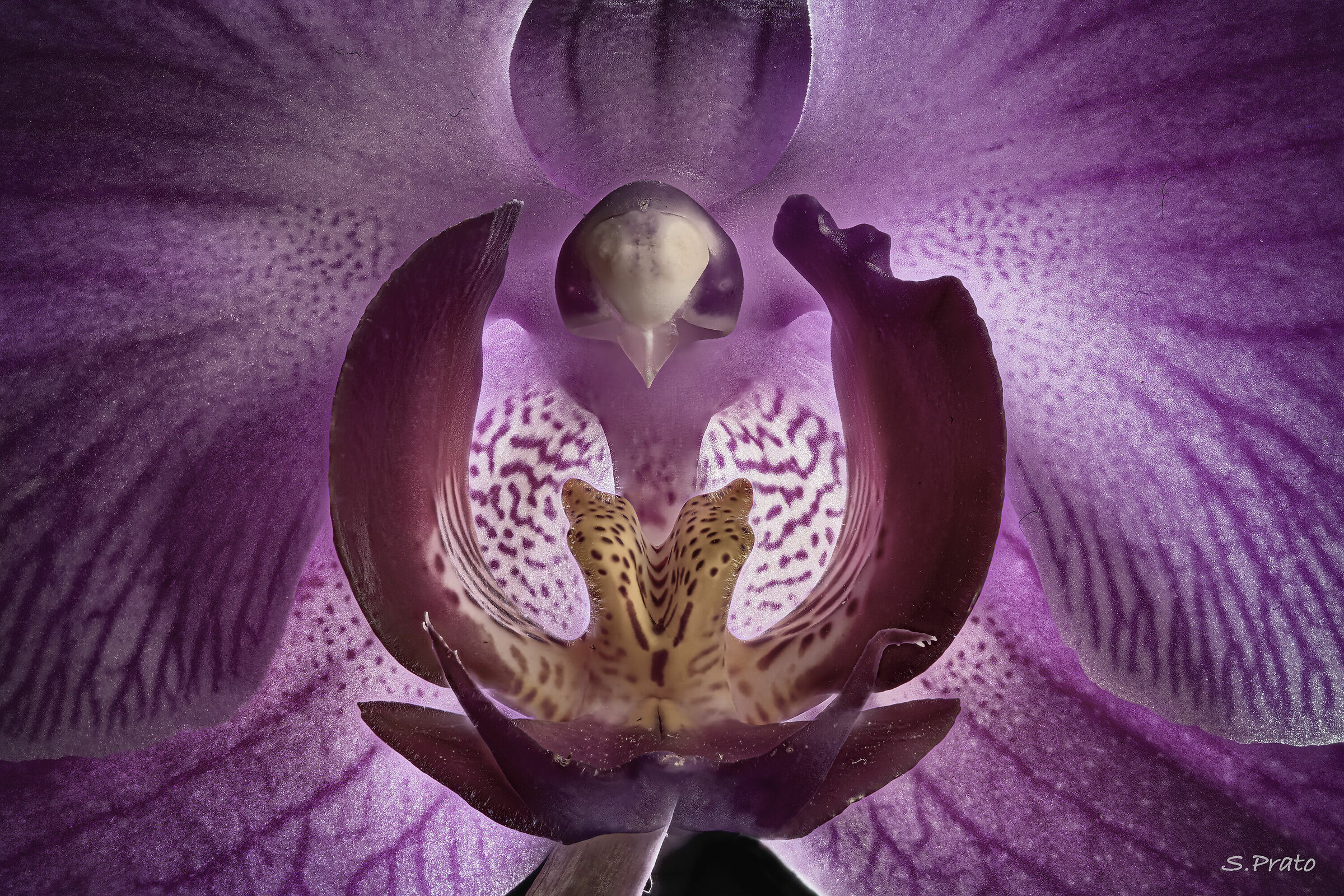 The mouth of the orchid...