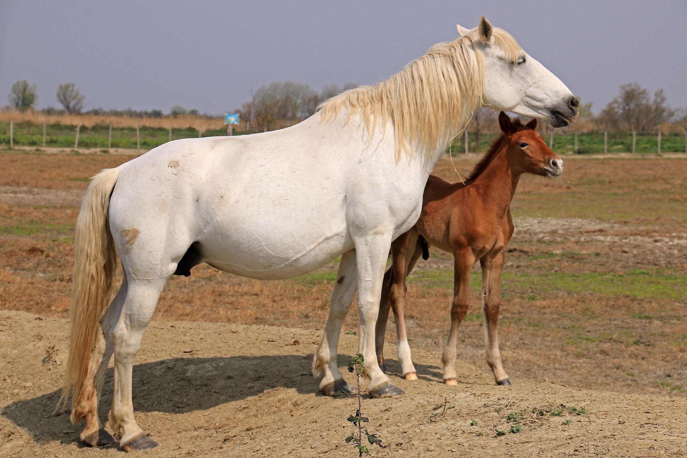 Camargue: Horse with foal...