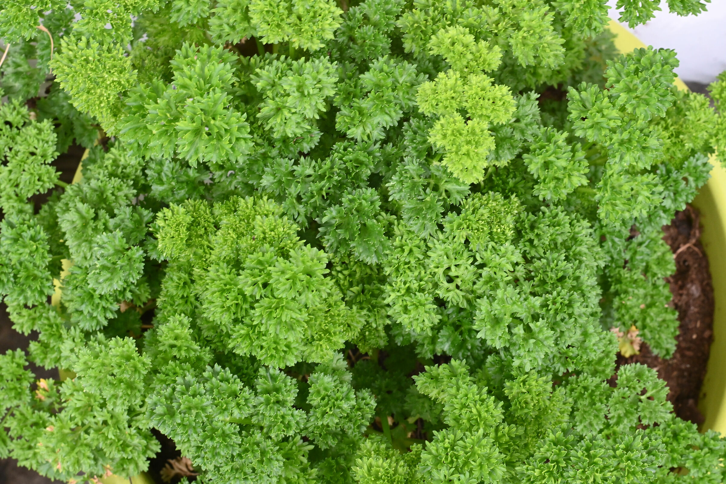 Curly parsley...