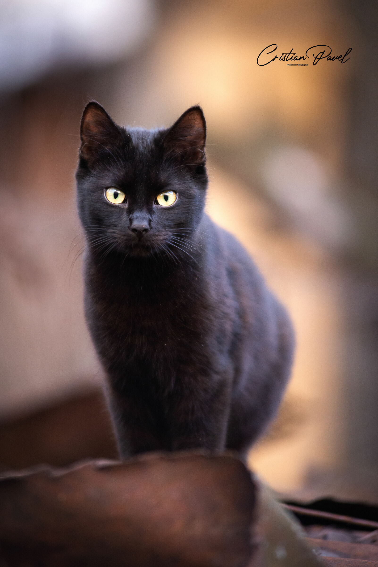 Black cat...