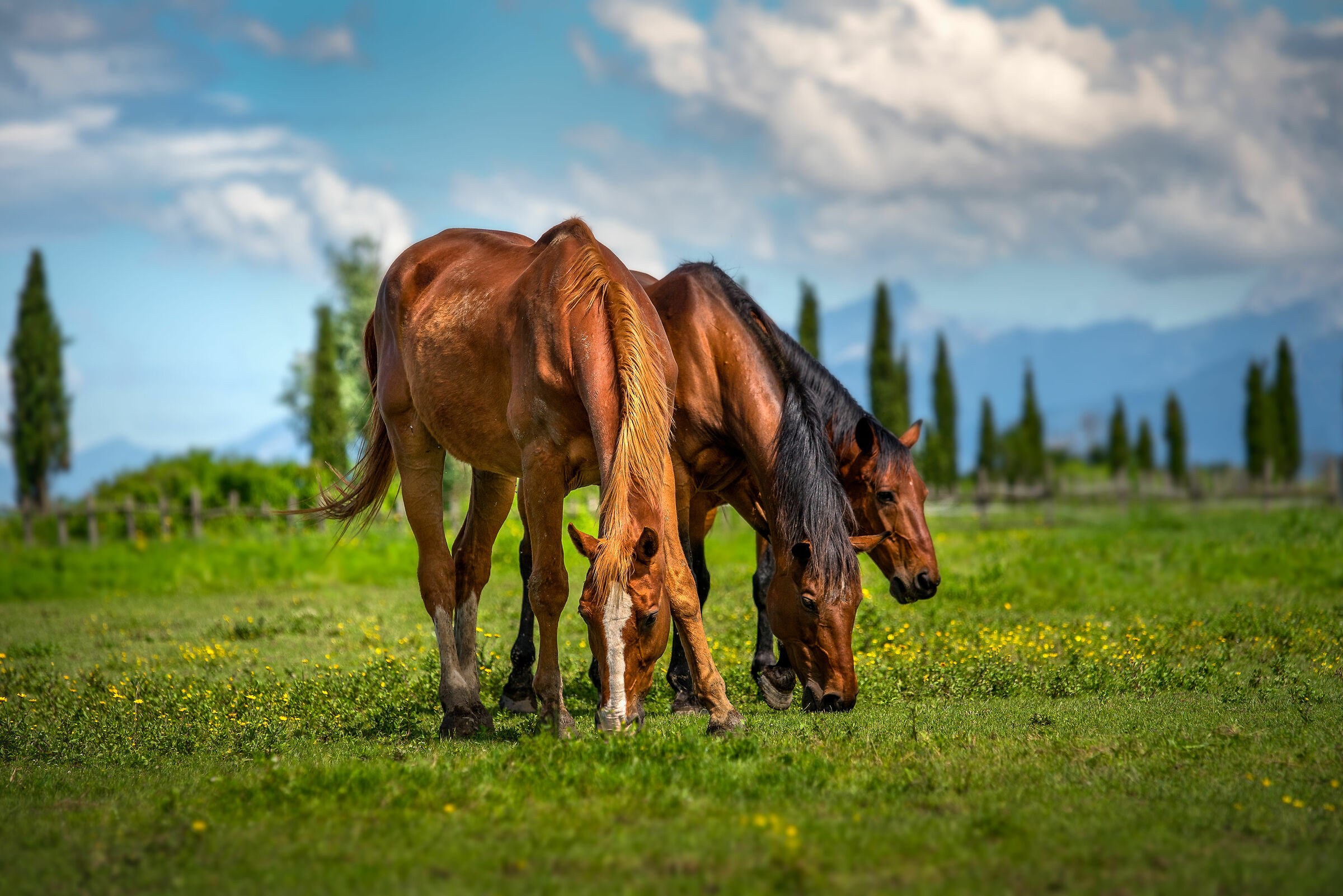 Horses on the San Rossore estate, Pisa...