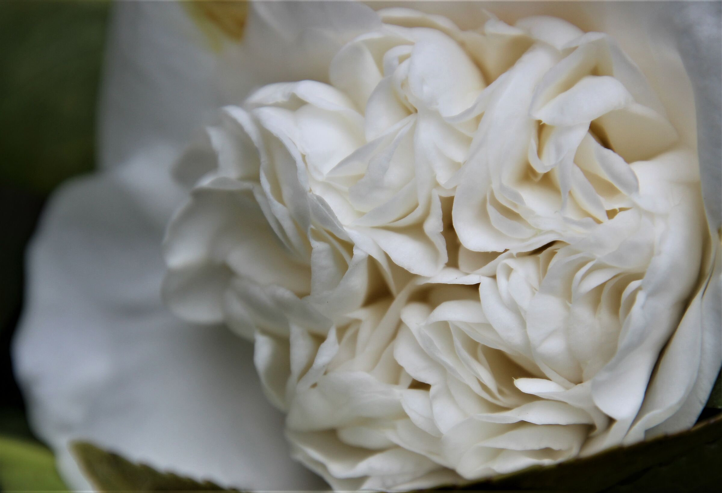 white camellia...