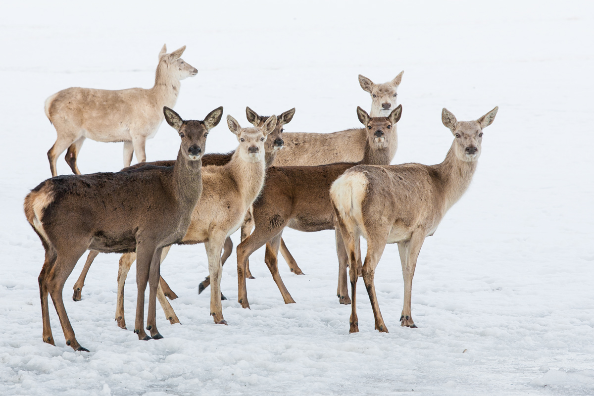 Deers in winter...