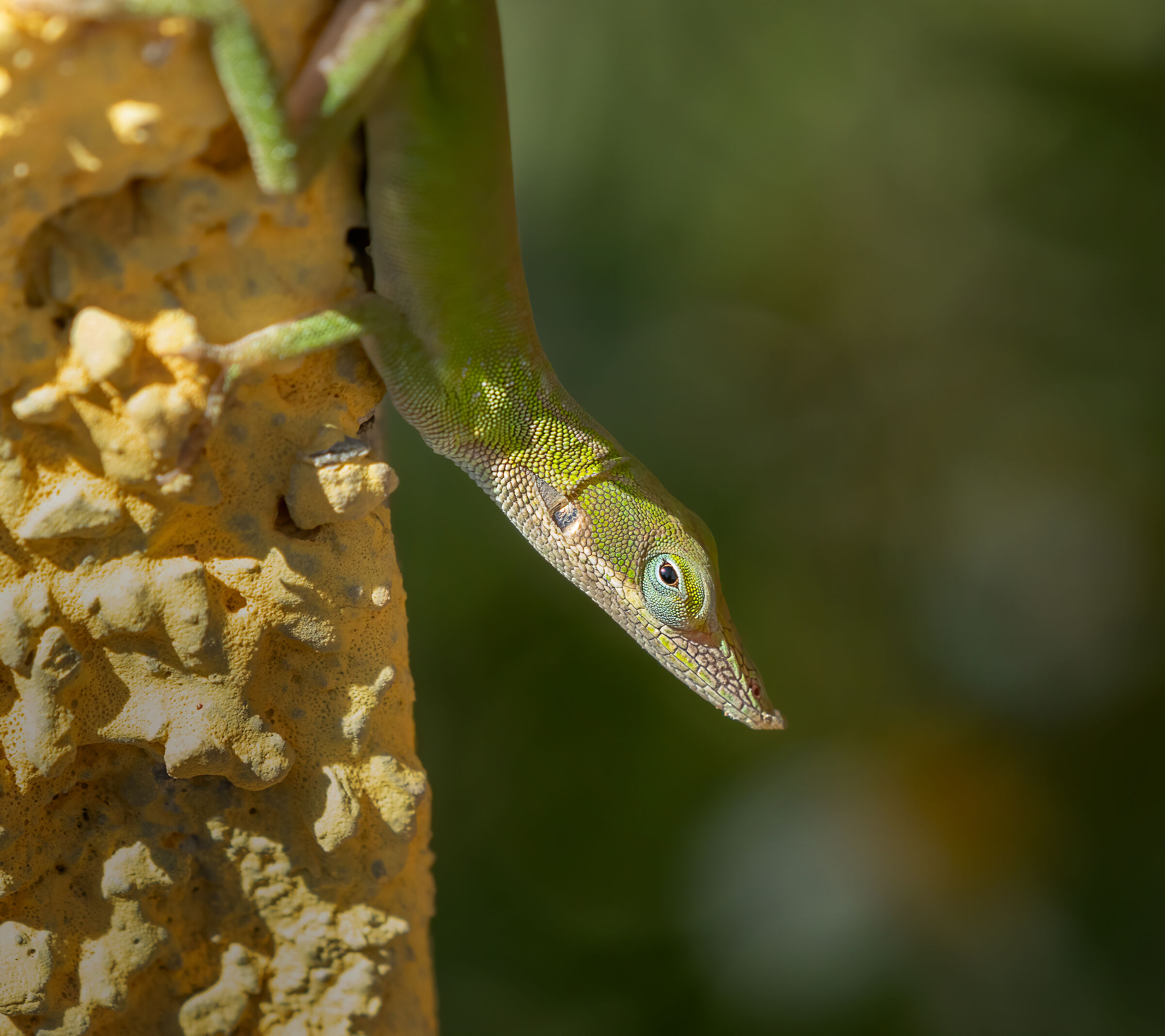 Green Anole, New1...