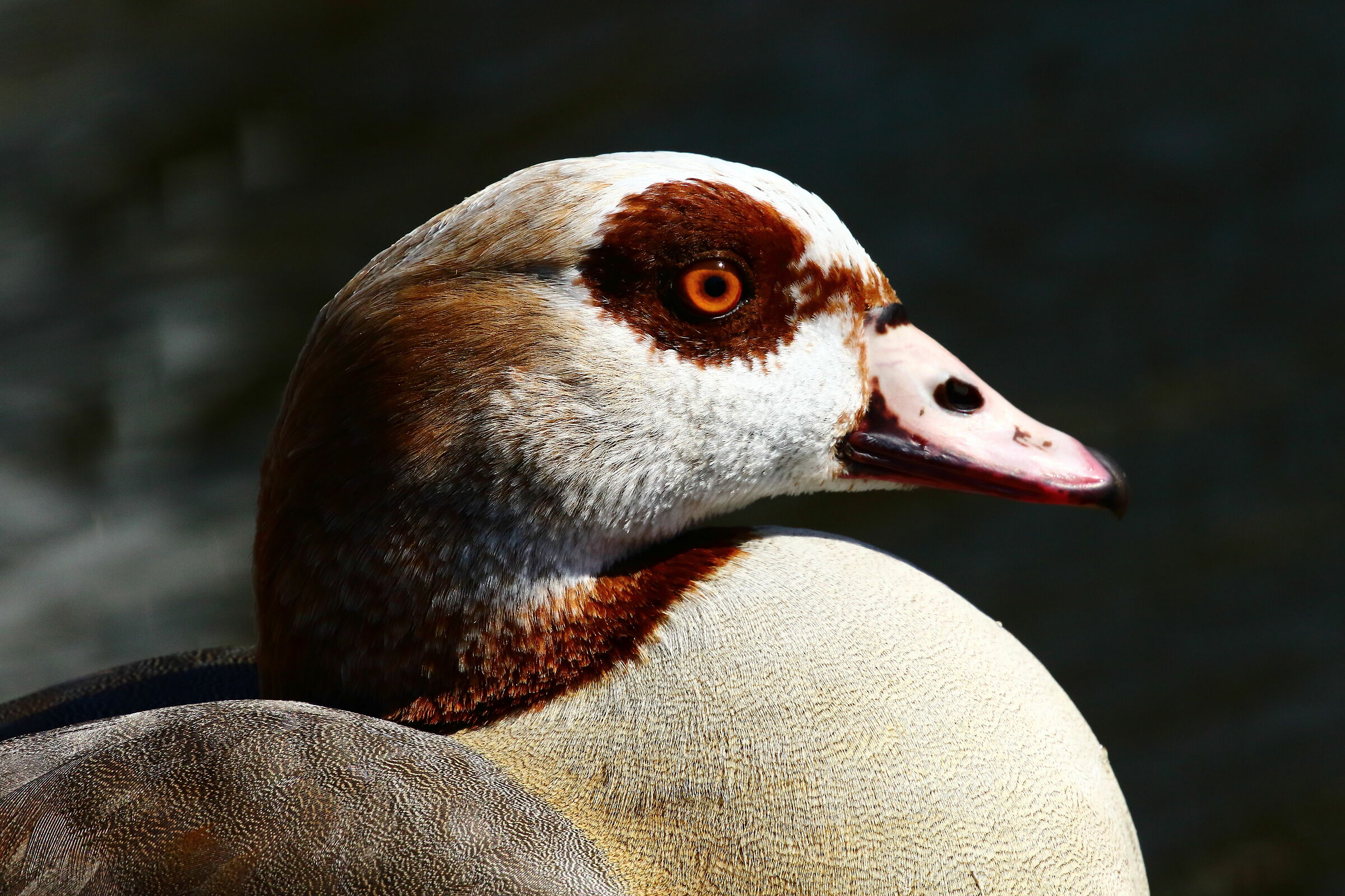 Portrait, Egyptian Goose...