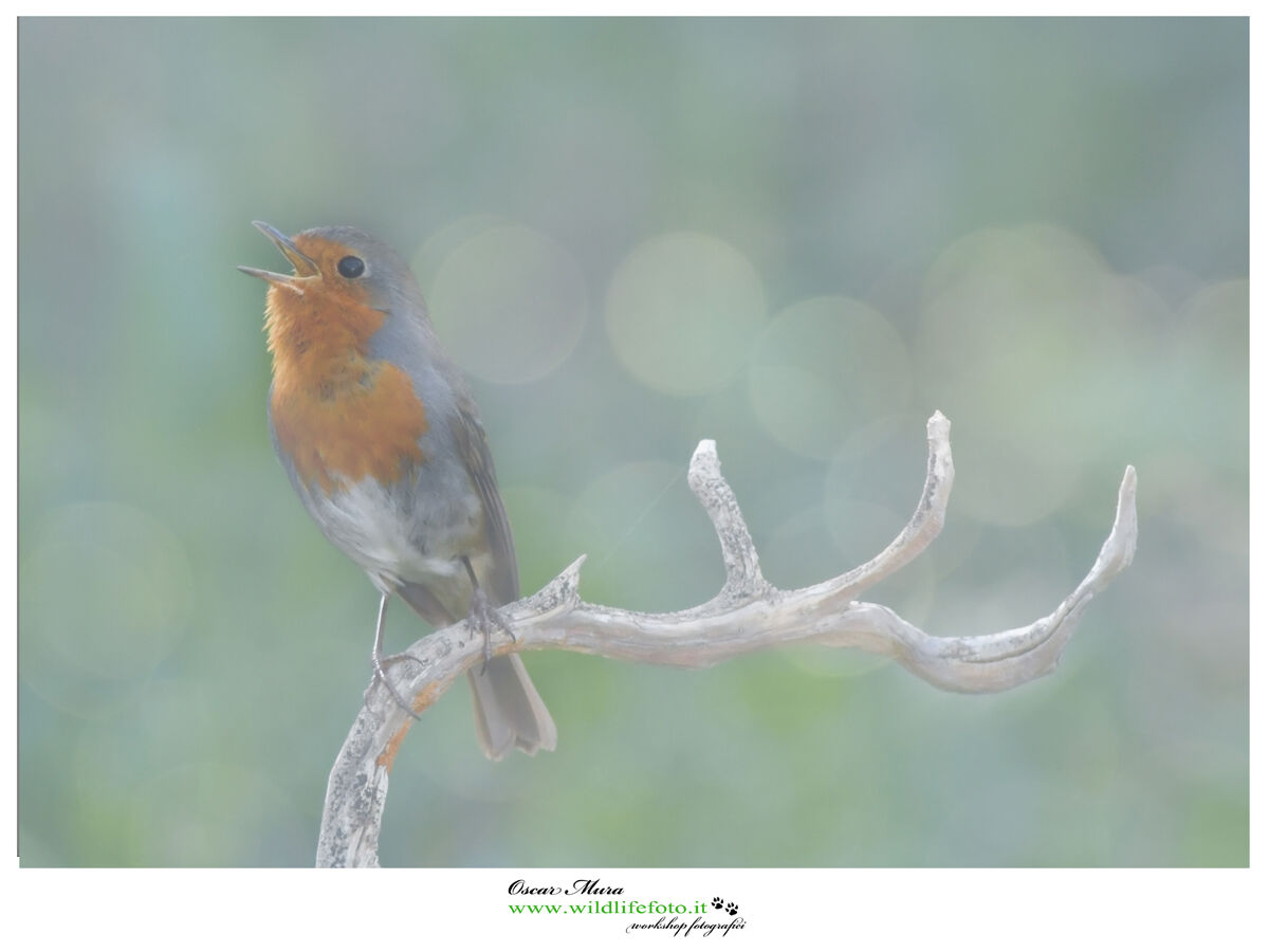 Www.wildlifefoto.it Robin...