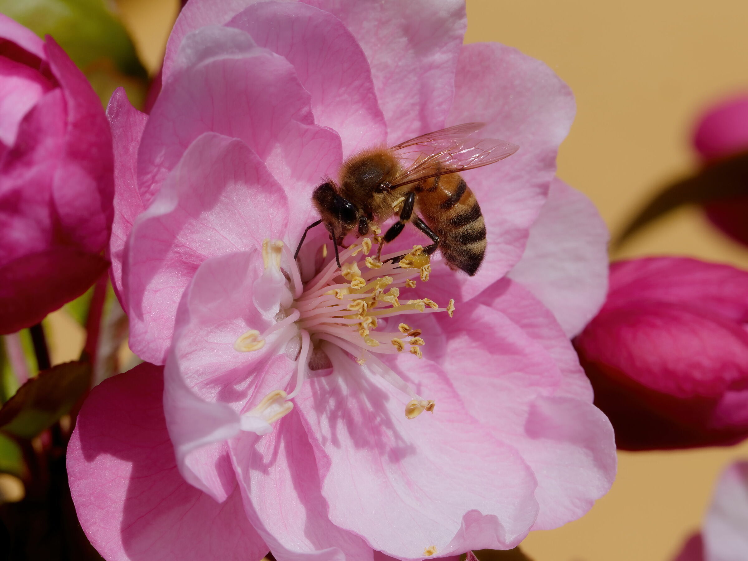 Bee on apple blossom...