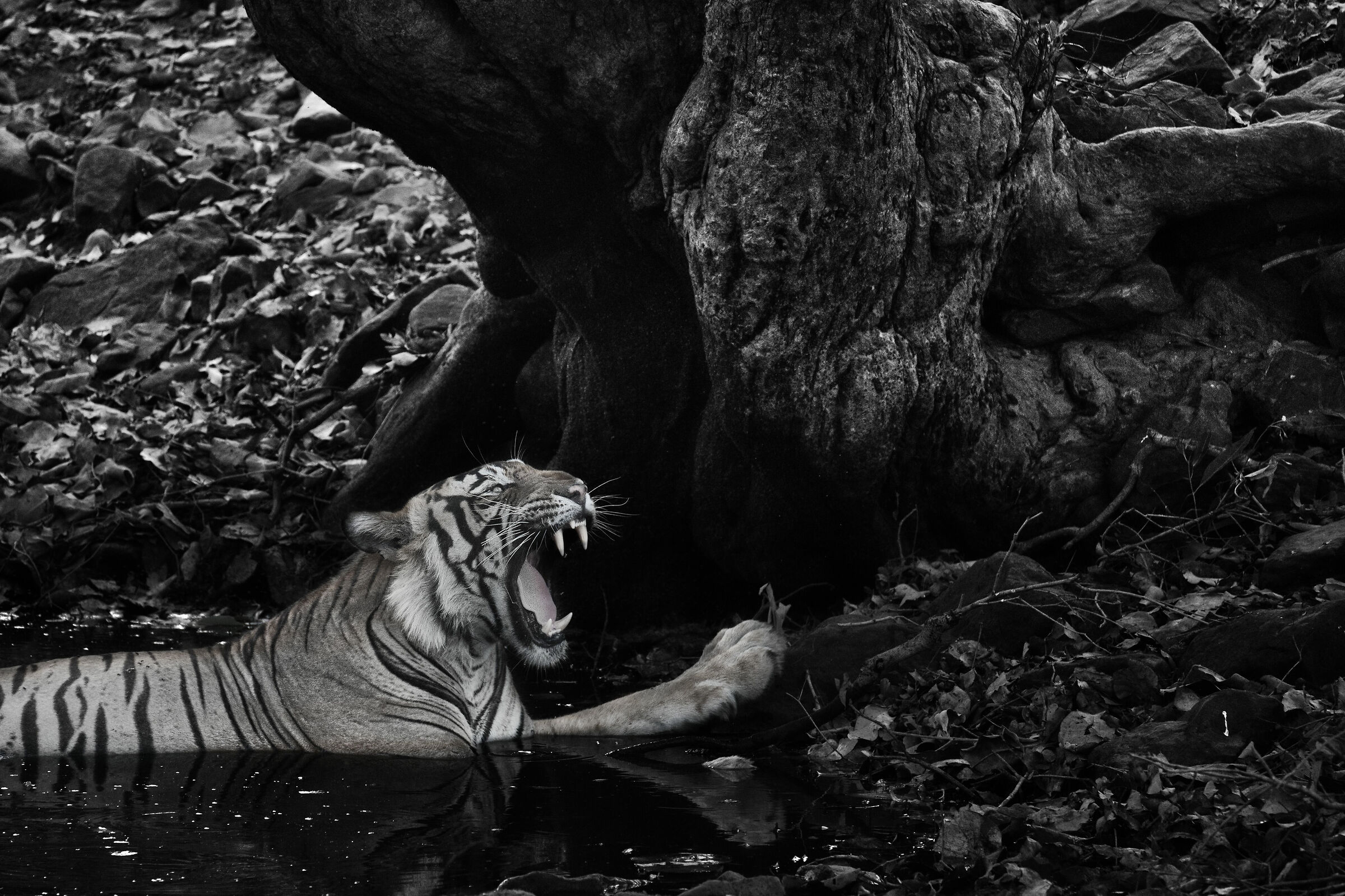 Panthera Tigris tigris...