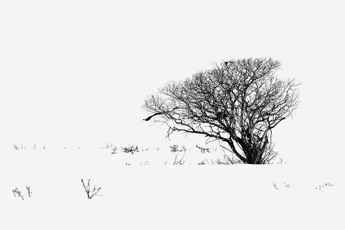 Lonely Tree...