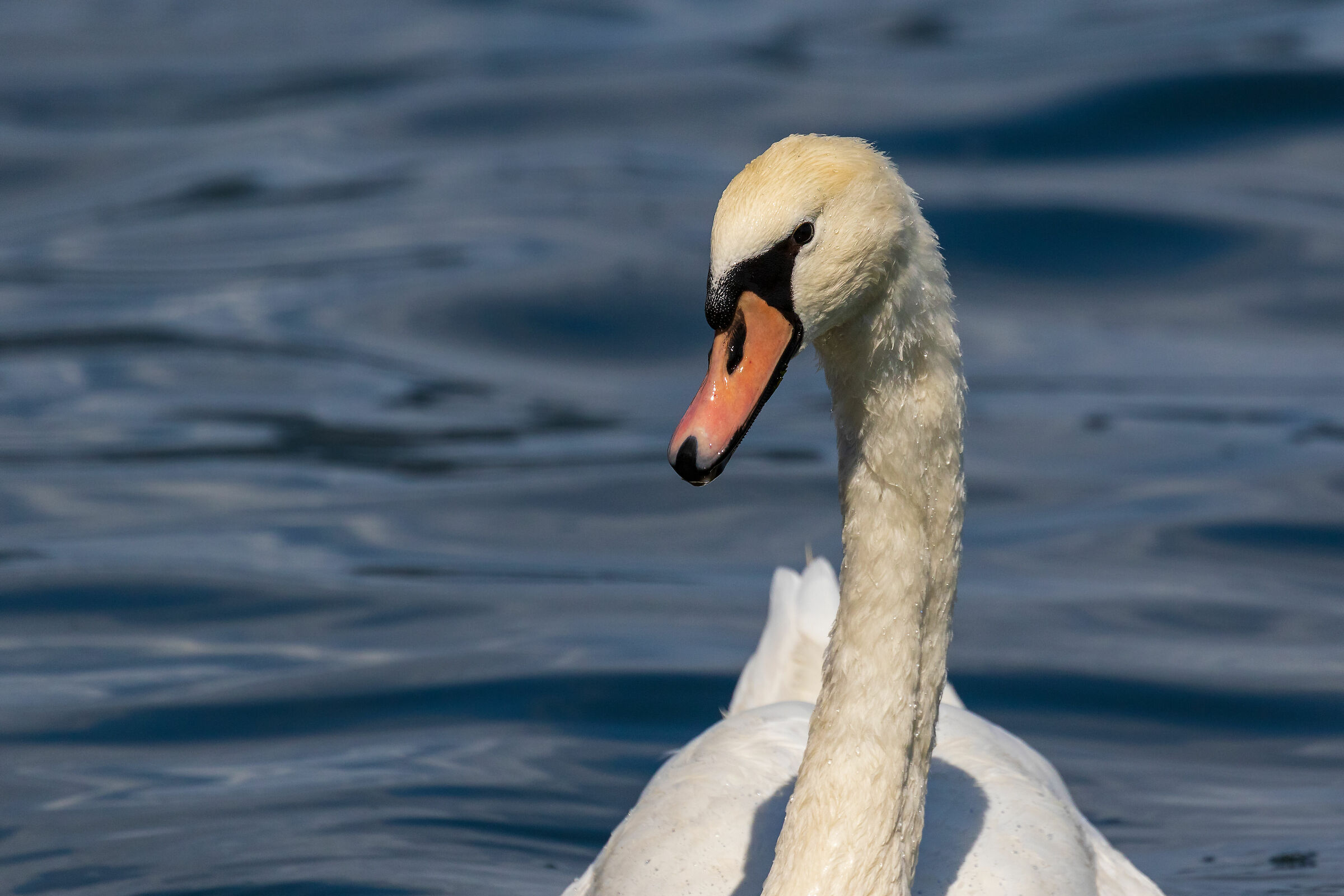 Royal Swan (Cygnus olor)...