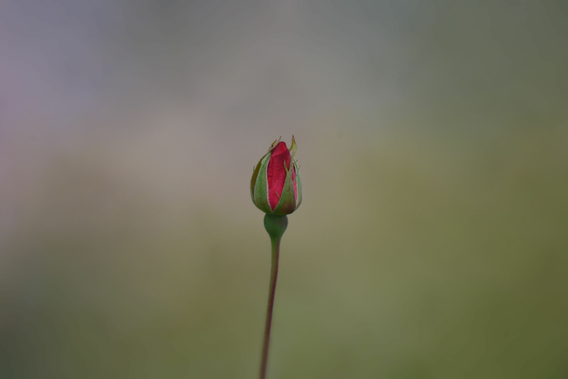 A Rose for Gaia...
