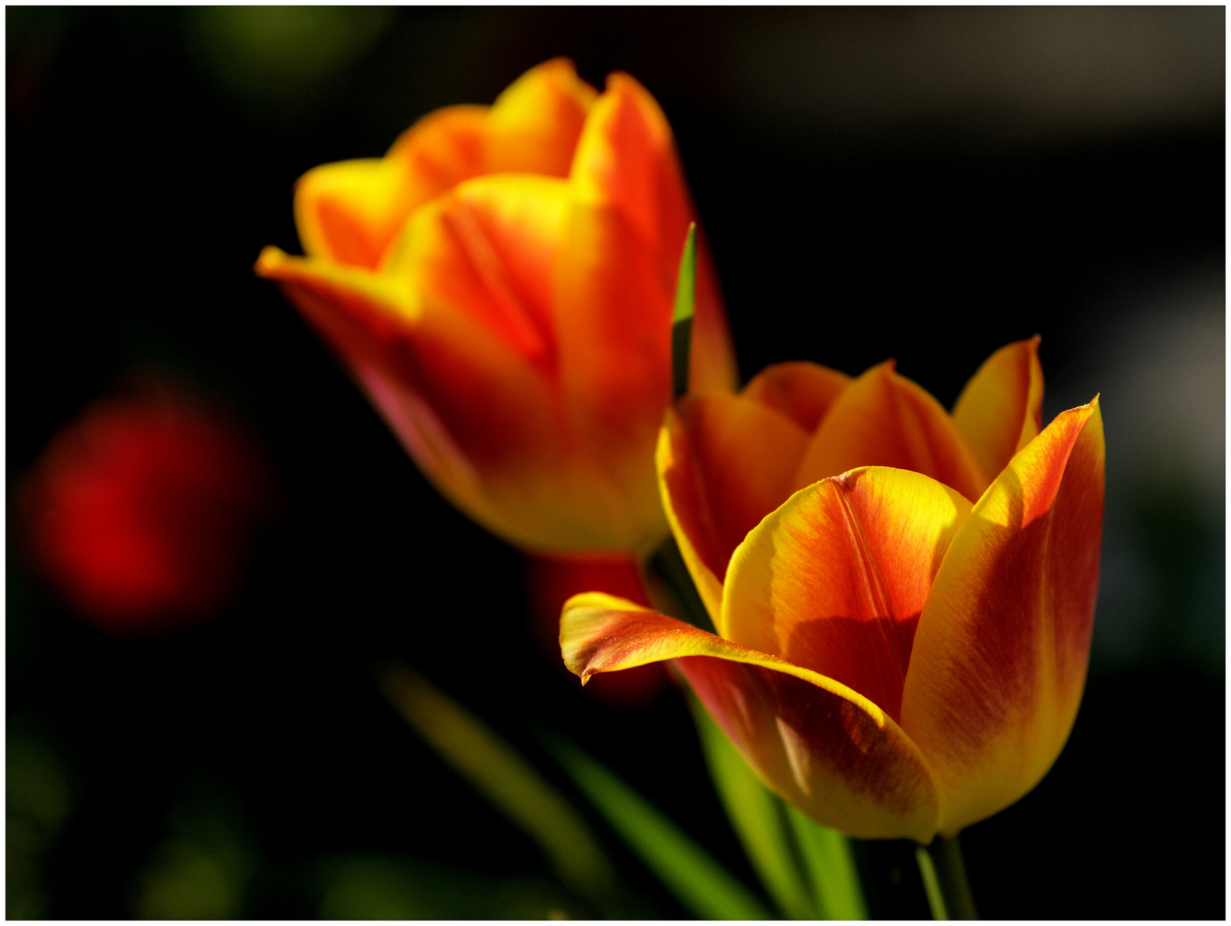 tulipani nell'orto...