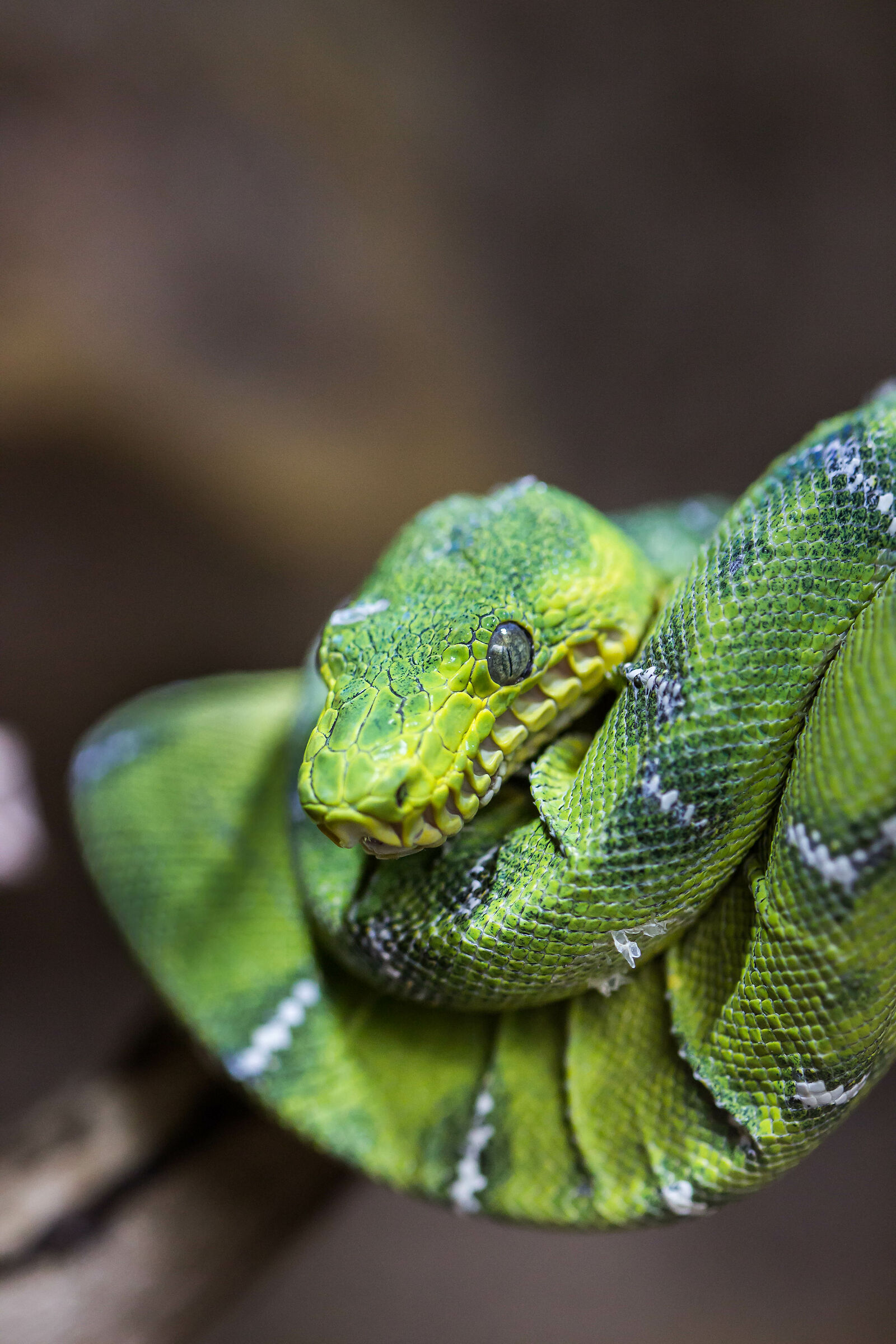 green python...