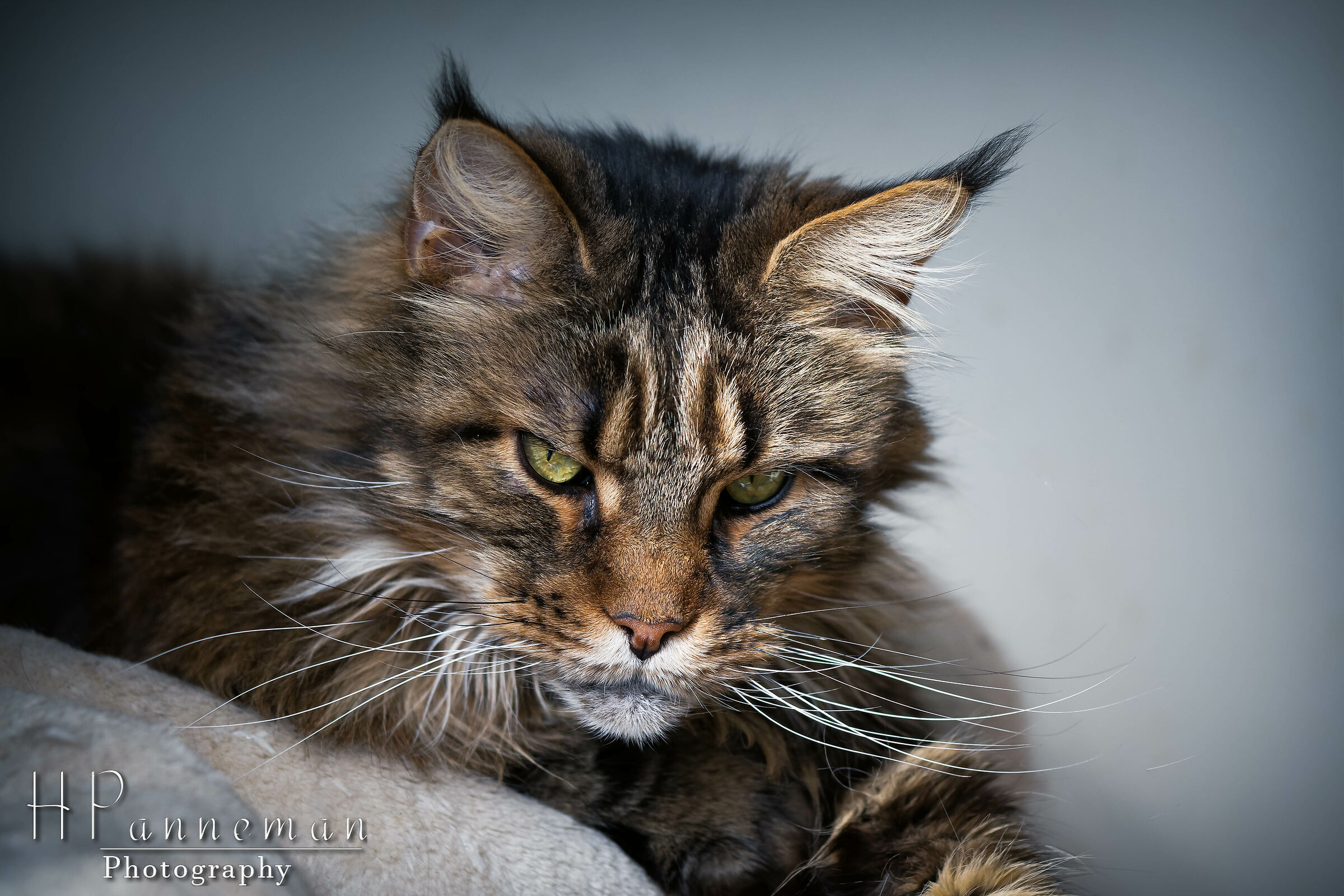 Maine Coon...
