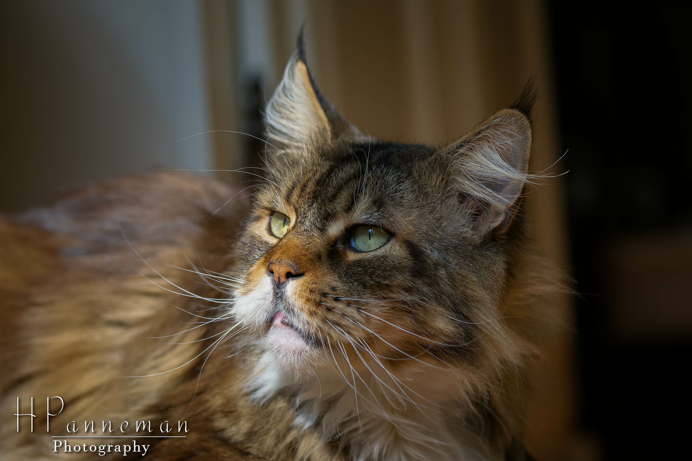 Maine Coon...