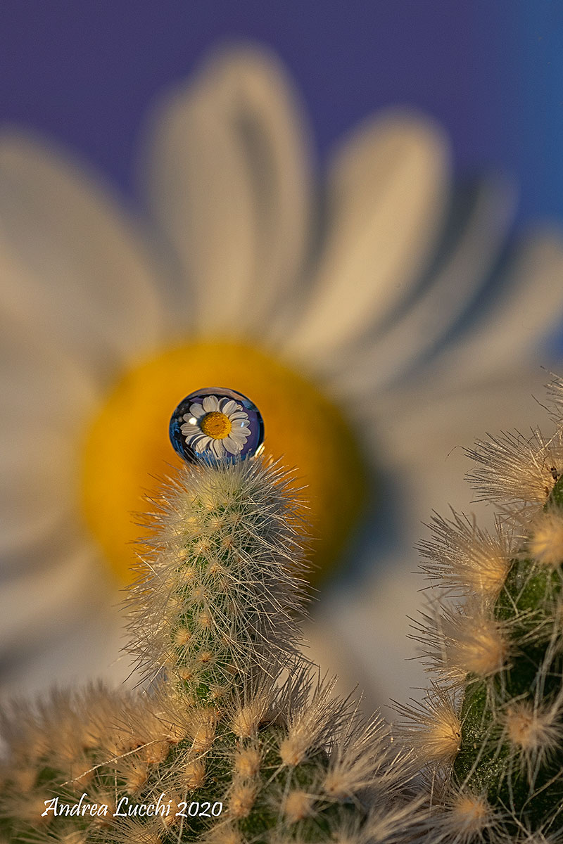 reflection of a daisy...