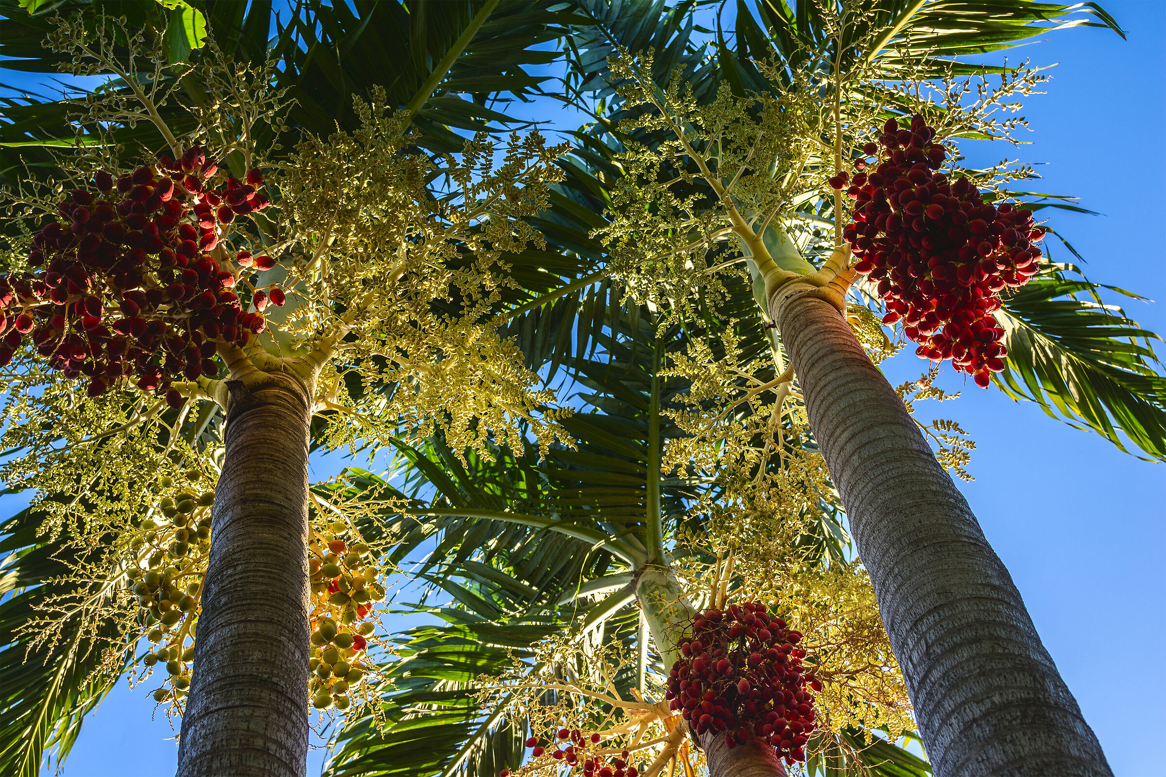 Palm trees with fruits...
