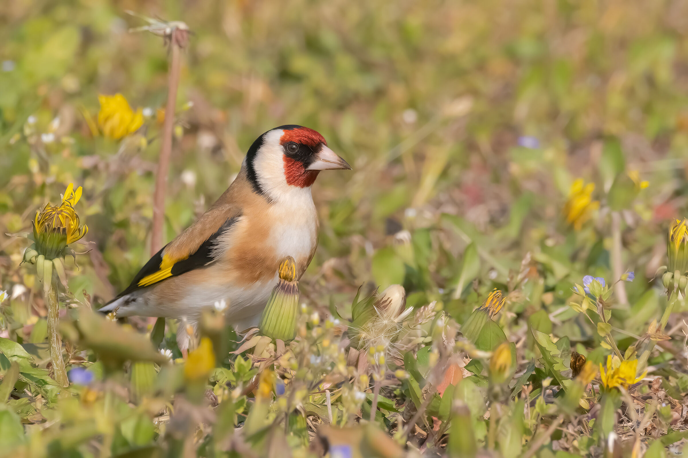 Goldfinch...